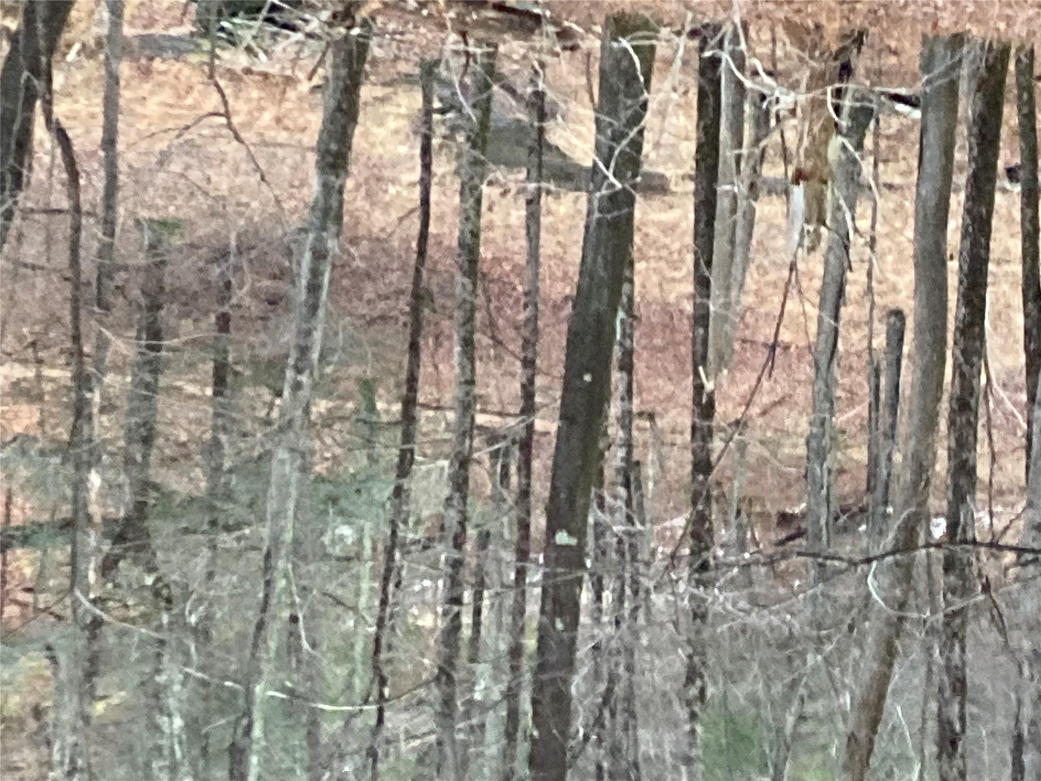 Red Hill Road Wurtsboro, NY 12790 - Photo 18 of 19 a close up of a plant in a yard