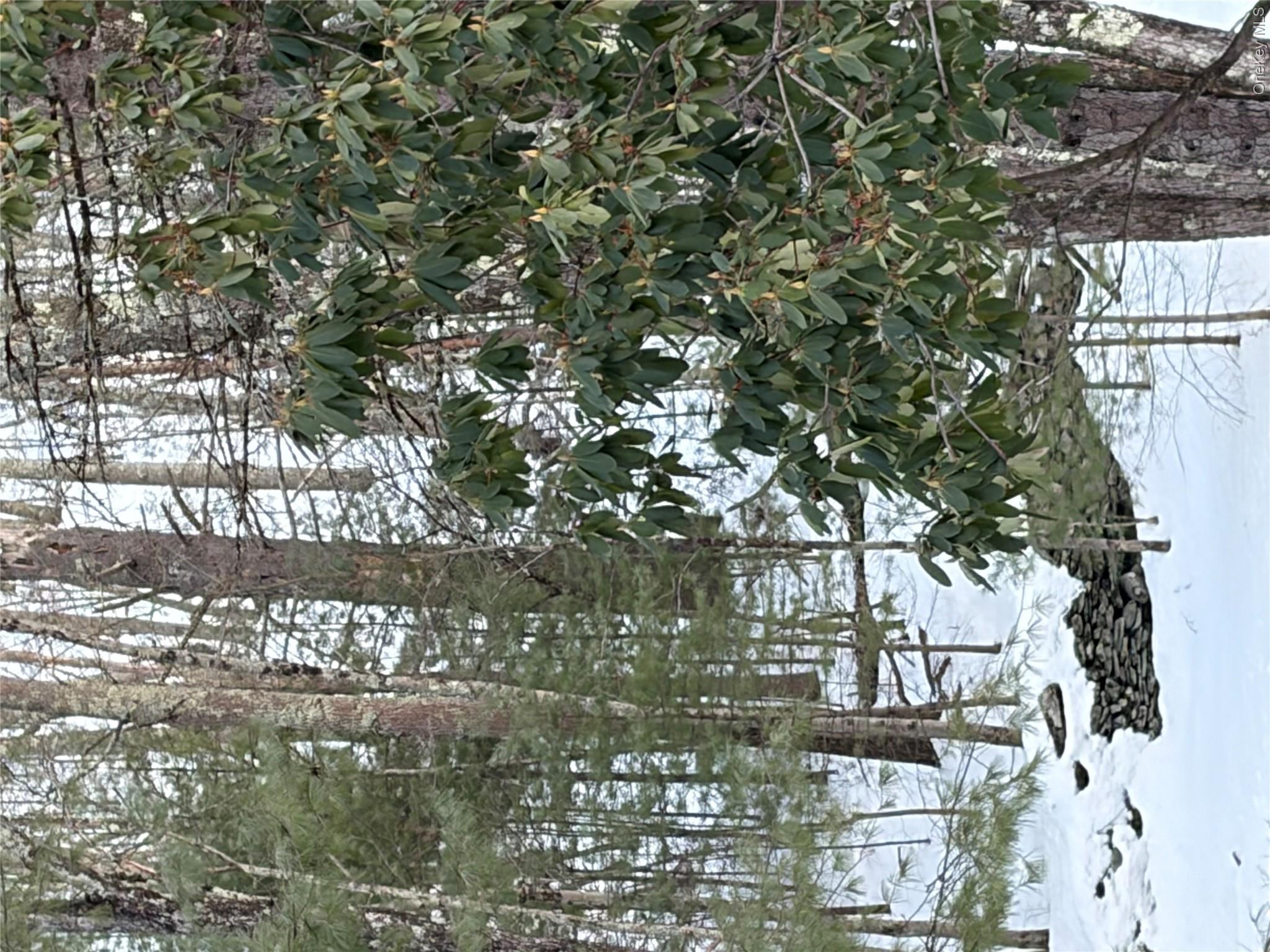 Red Hill Road Wurtsboro, NY 12790 - Photo 22 of 26 a view of a tree with a tree