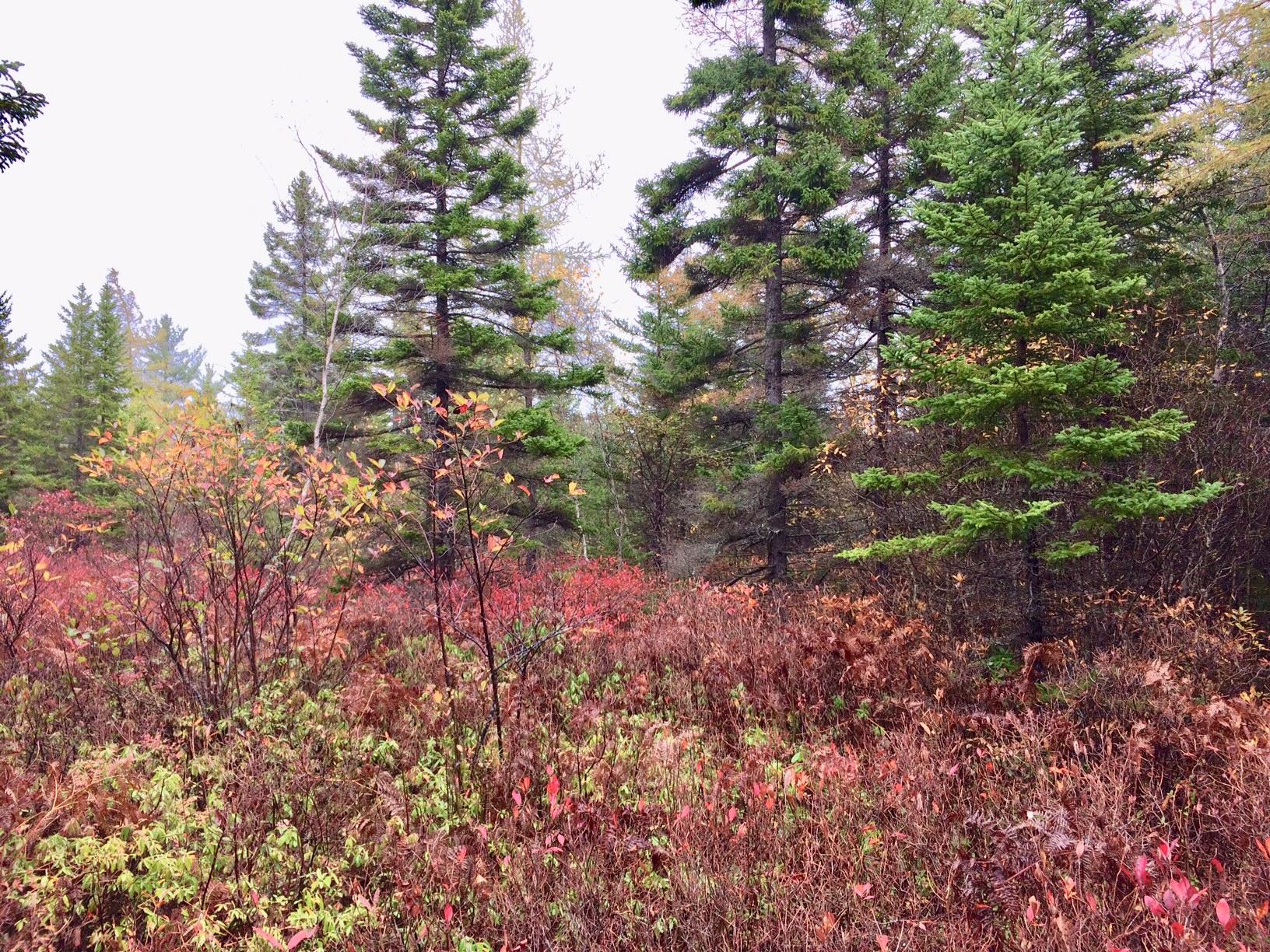 355 Tremont Road Tremont, ME 04612 - Photo 24 of 28 Fall Woods