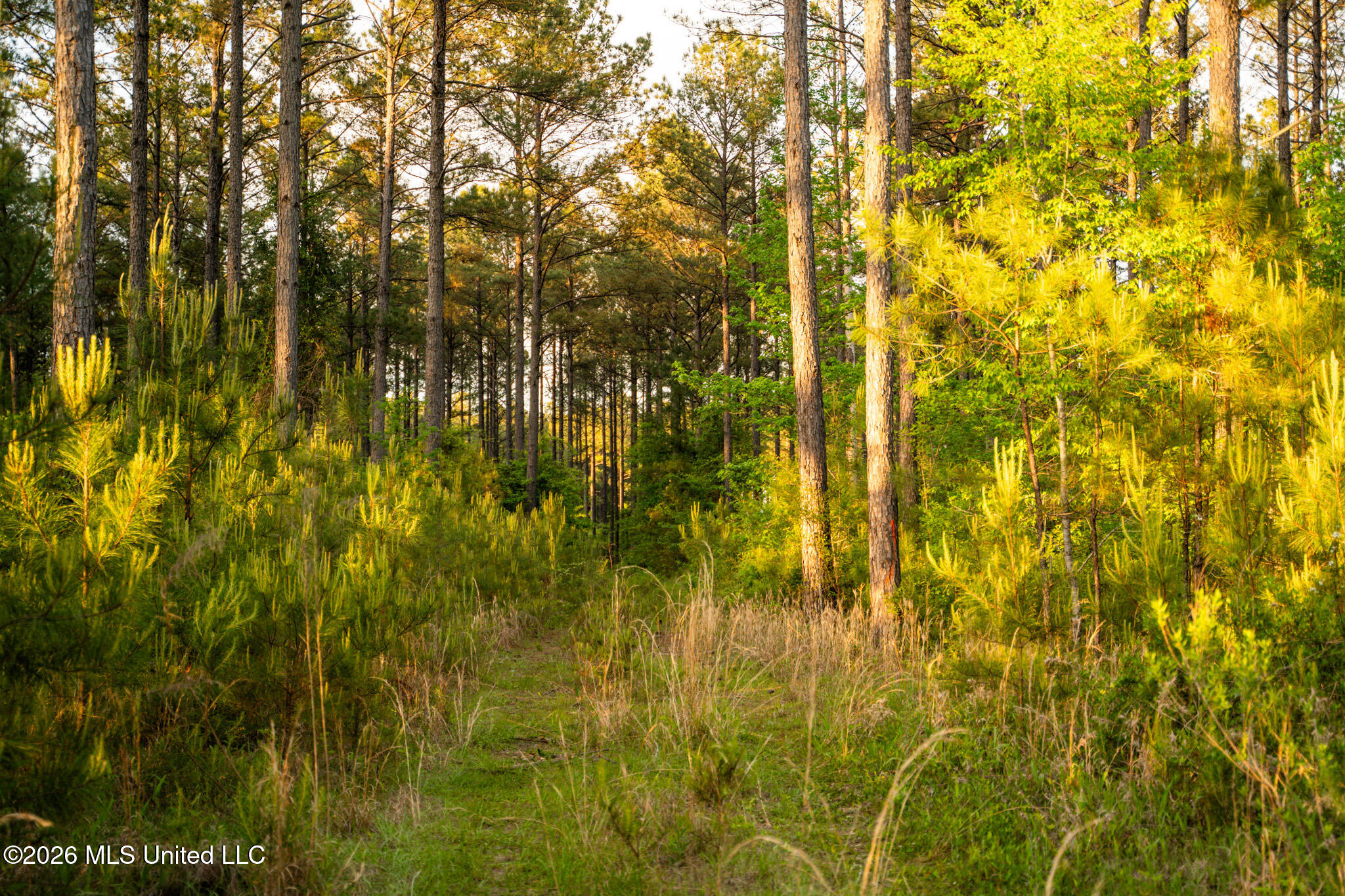 Dees Road Meridian, MS 39301 - Photo 8 of 13 DSC07576