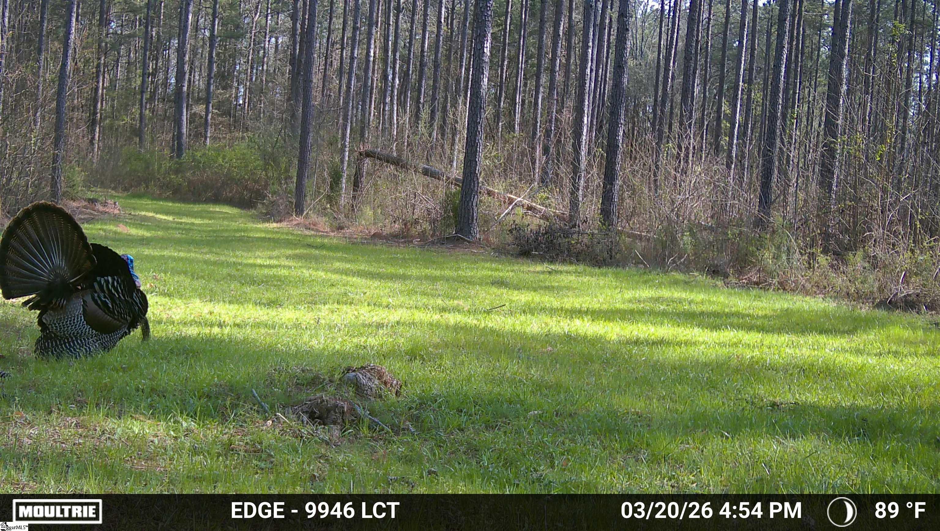 0 Long Cane Road Abbeville, SC 29620 - Photo 28 of 32