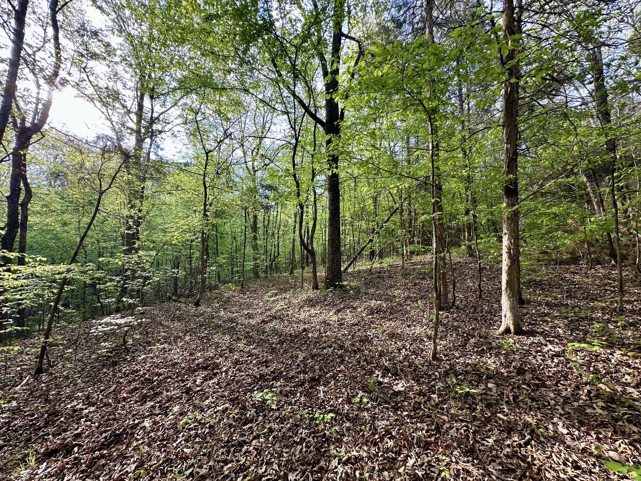 828 McCord Hollow Road Hohenwald, TN 38462 - Photo 5 of 35 a view of a forest with trees