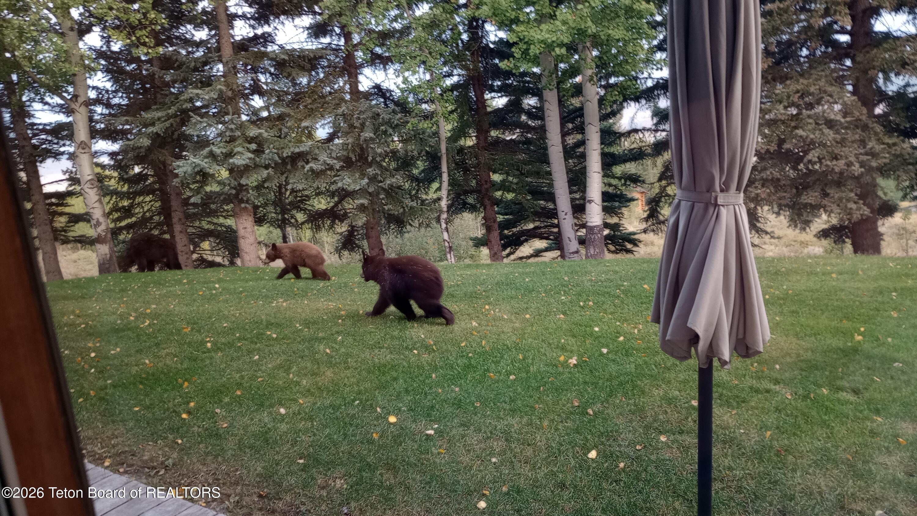 575 North Bar Y Road Jackson, WY 83001 - Photo 20 of 49 Two baby bears in backyard
