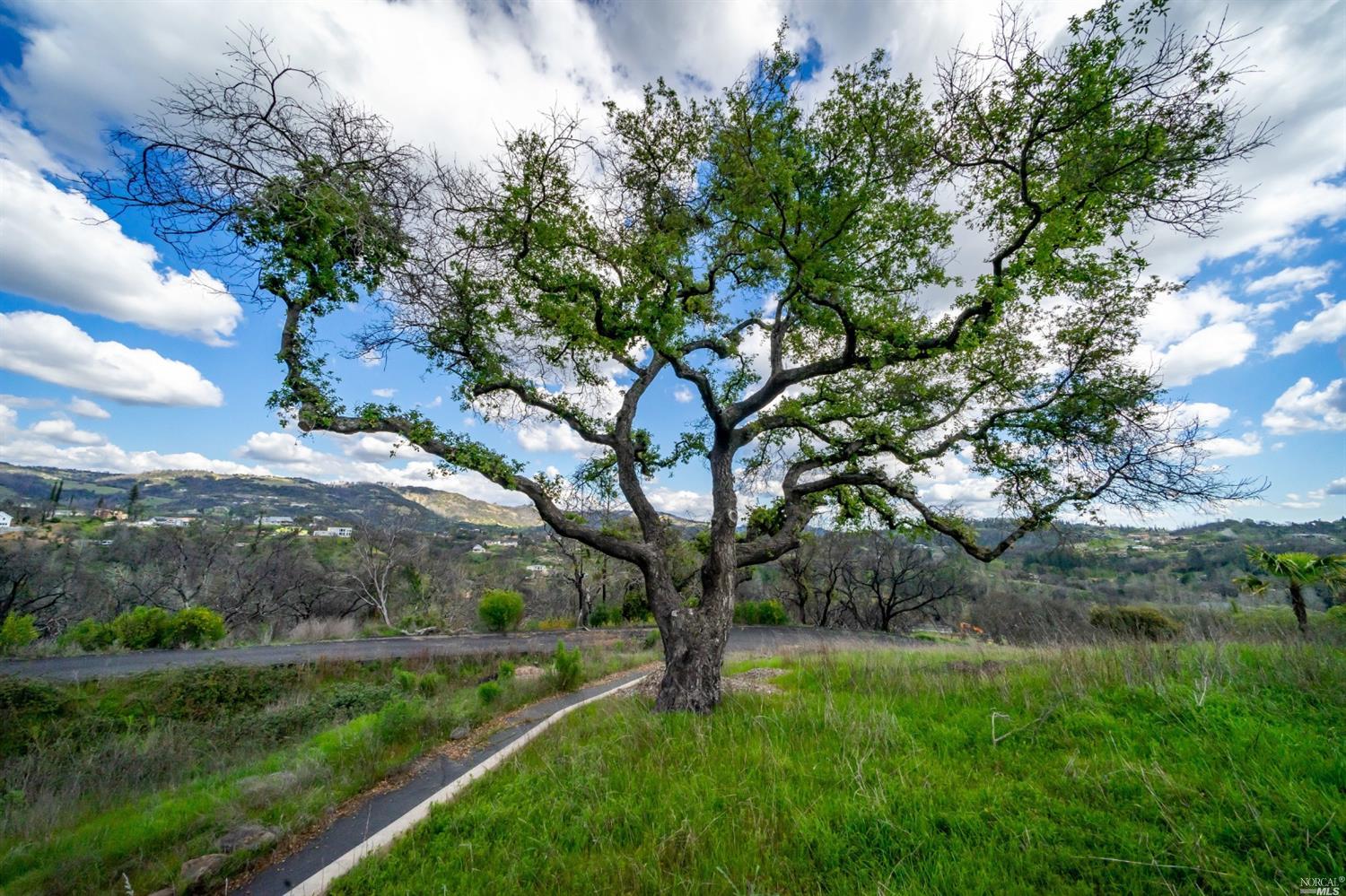 900 Quietwater Ridge Santa Rosa, CA 95404 - Photo 5 of 38 a view of a trees with a yard