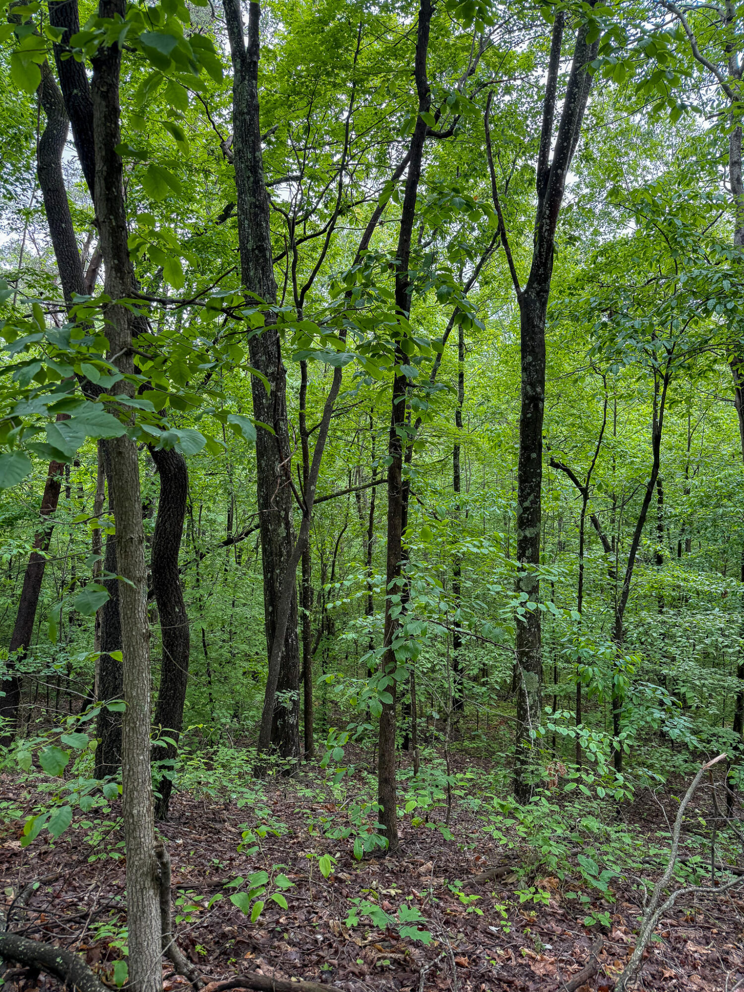 0 Cooper Ridge Road Wallingford, KY 41093 - Photo 7 of 16 Wooded lot featuring mature trees and rich ground cover