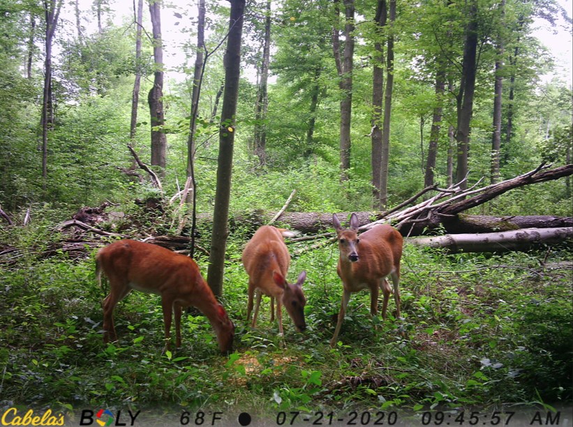 0 Black Hl Road Franklin, PA 16323 - Photo 12 of 29