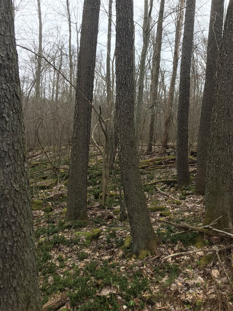 0 Black Hl Road Franklin, PA 16323 - Photo 24 of 29