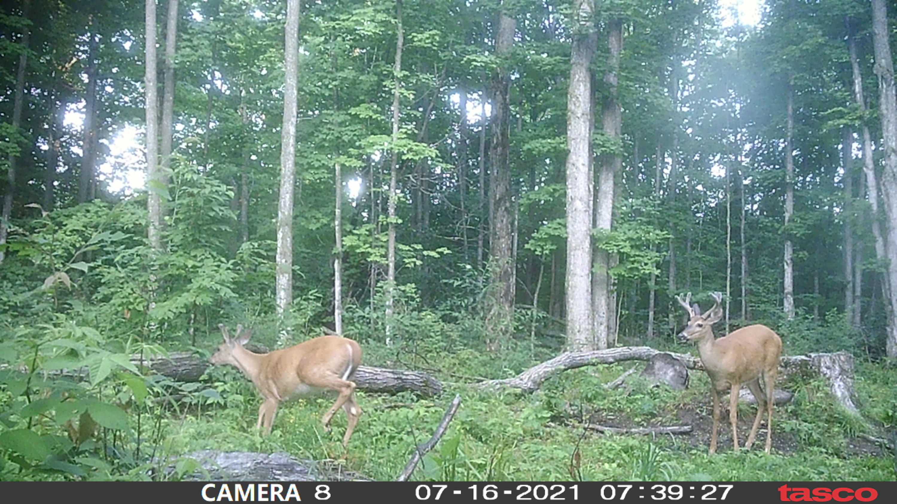 Vl Milbocker Road Gaylord, MI 49735 - Photo 34 of 47 Gallery Image 34