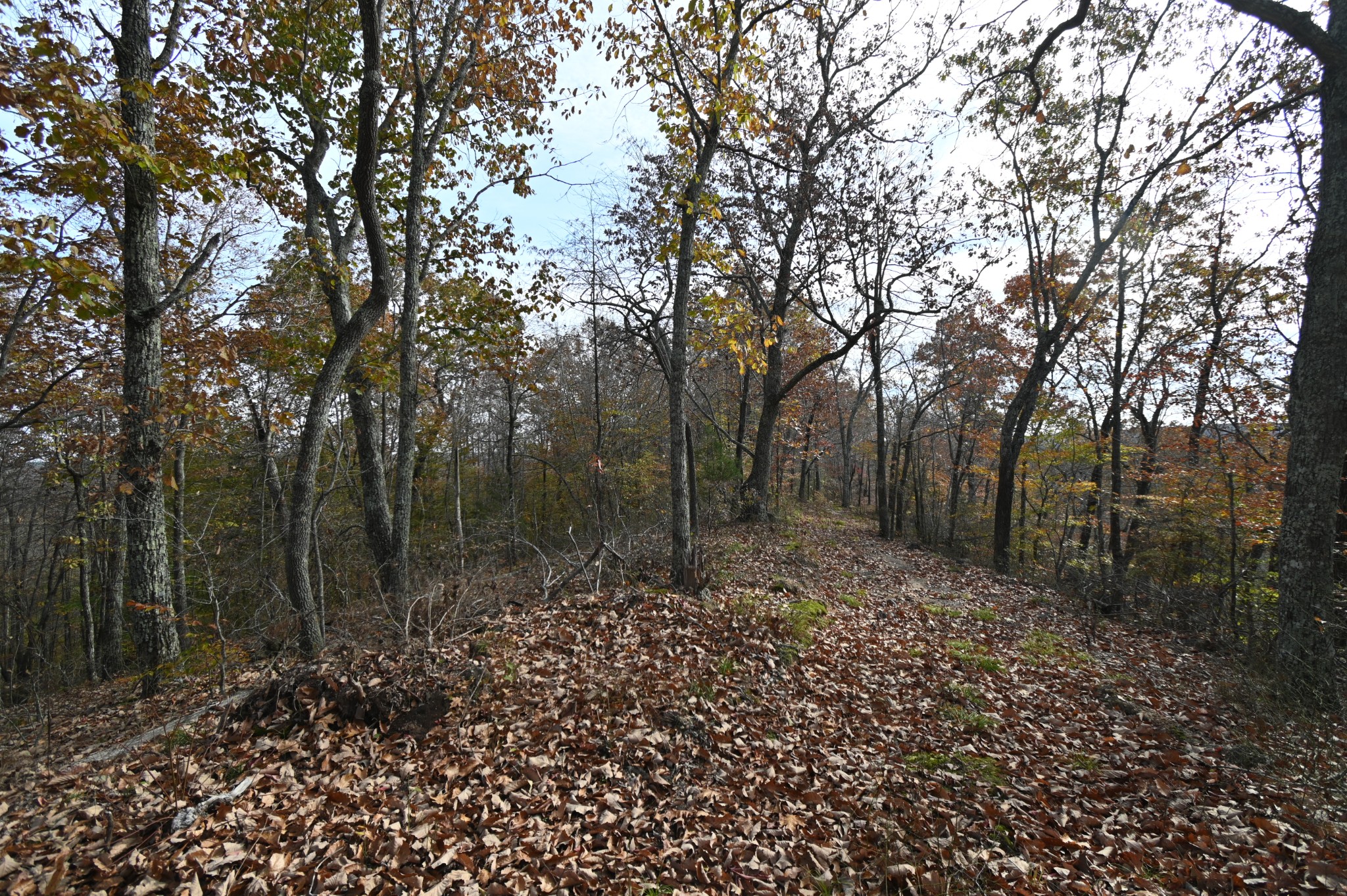 2383 Airport Ridge Road Linden, TN 37096 - Photo 20 of 64 a view of a forest with trees