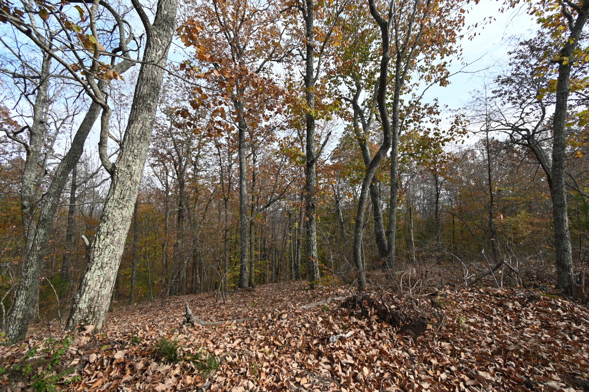2383 Airport Ridge Road Linden, TN 37096 - Photo 21 of 64 a view of a forest with trees