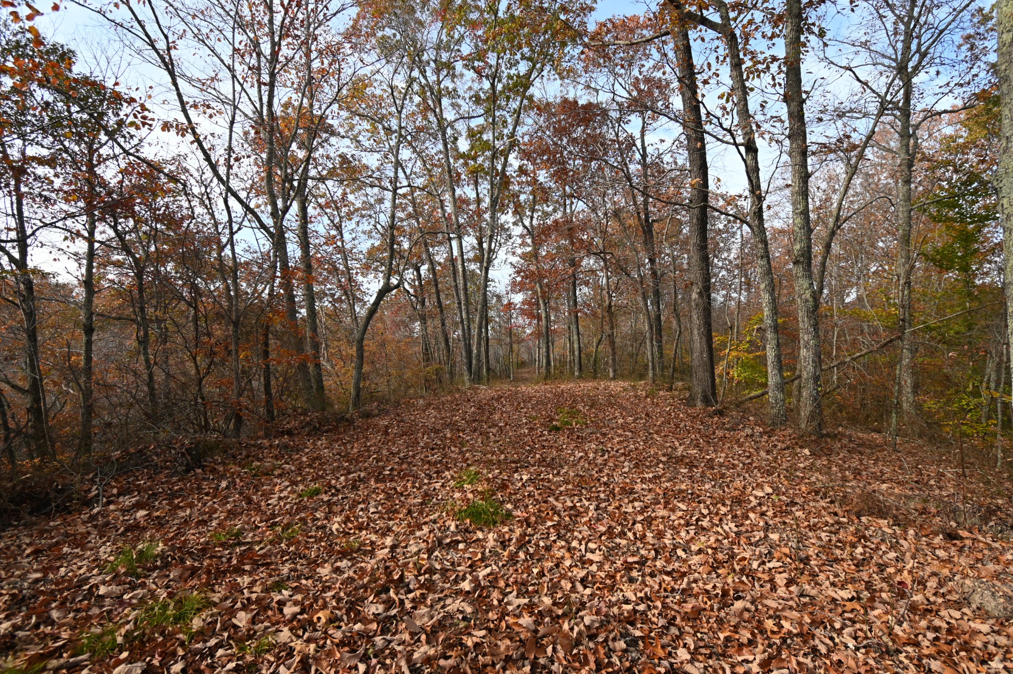 2383 Airport Ridge Road Linden, TN 37096 - Photo 22 of 64 a view of backyard with green space