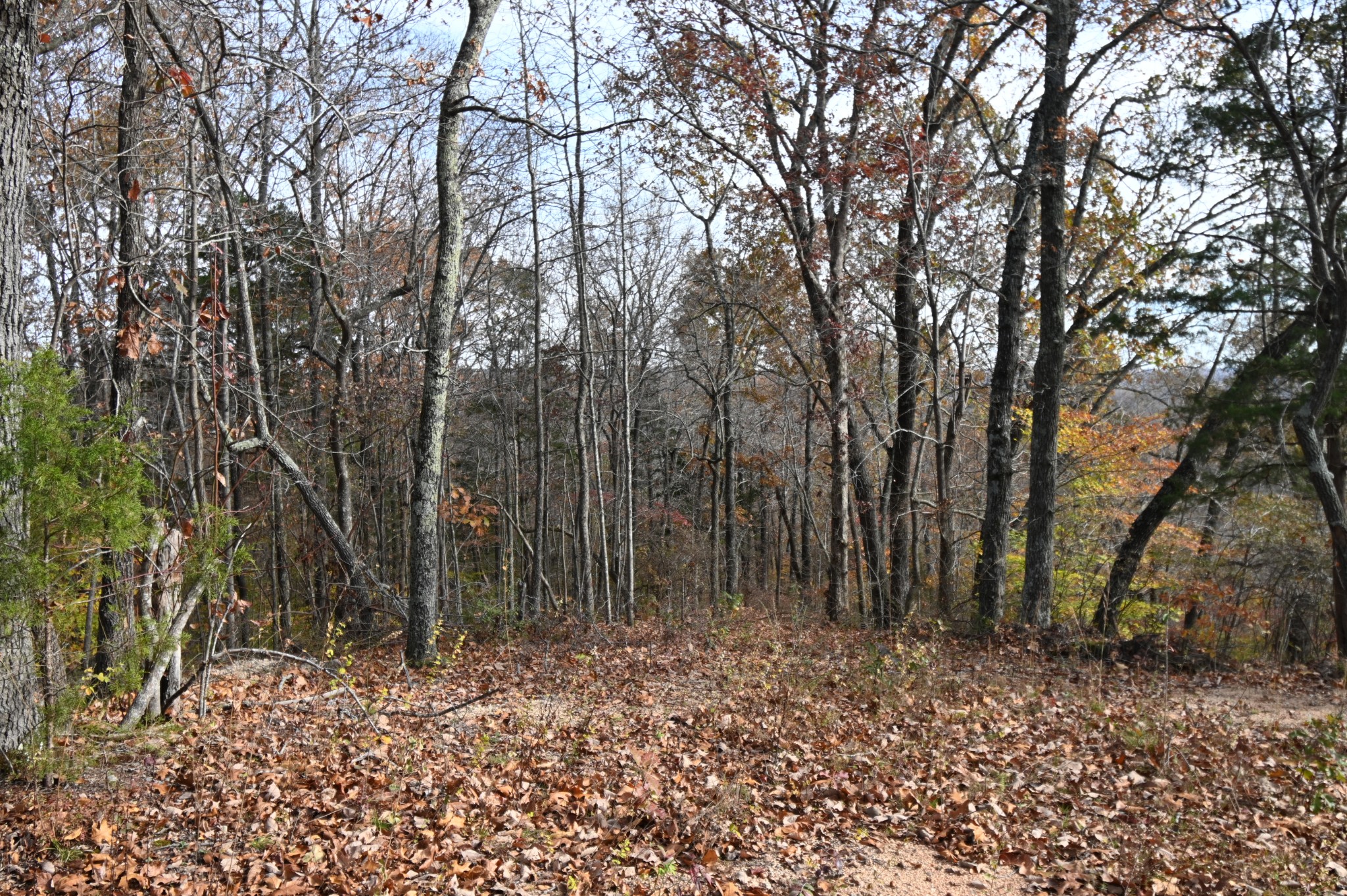 2383 Airport Ridge Road Linden, TN 37096 - Photo 24 of 64 a backyard of a house with lots of green space