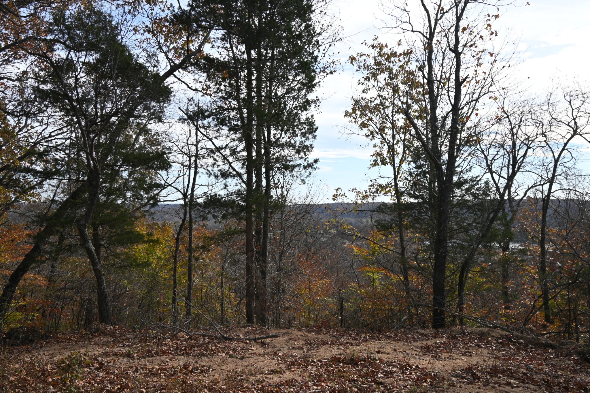 2383 Airport Ridge Road Linden, TN 37096 - Photo 25 of 64 a view of a forest filled with trees