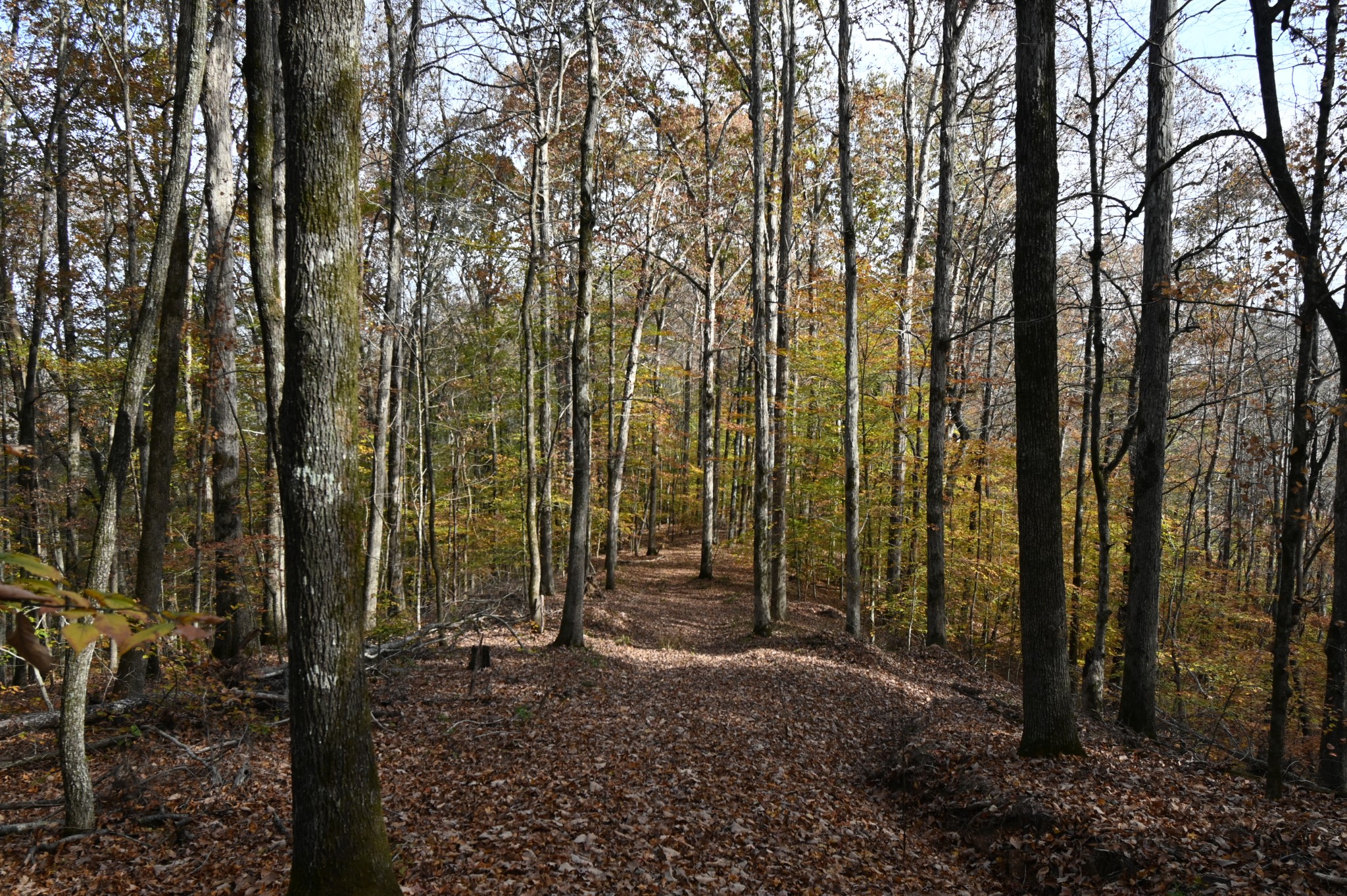 2383 Airport Ridge Road Linden, TN 37096 - Photo 26 of 64 a view of outdoor space with deck and trees