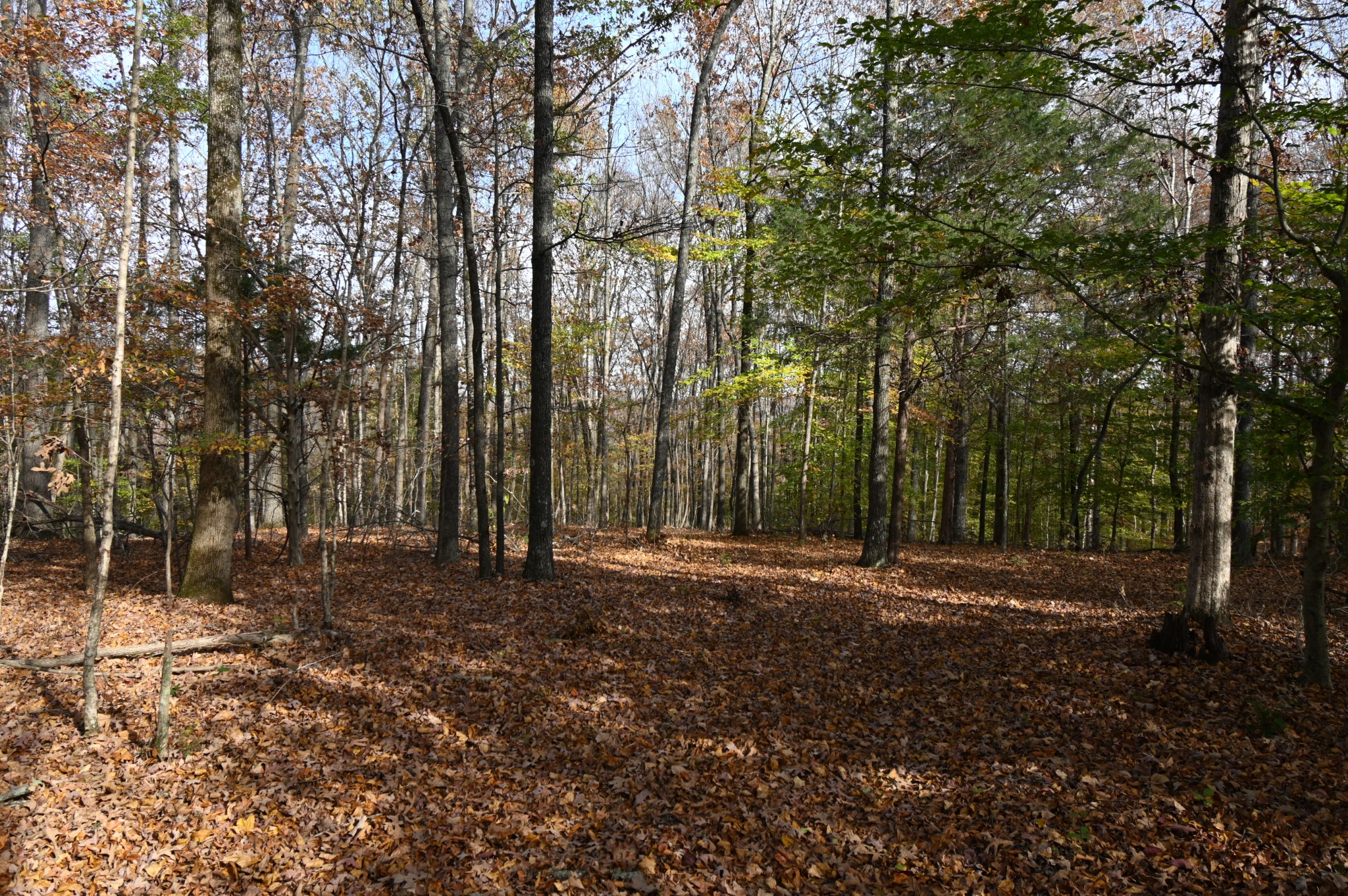 2383 Airport Ridge Road Linden, TN 37096 - Photo 27 of 64 a big yard with lots of green space and trees
