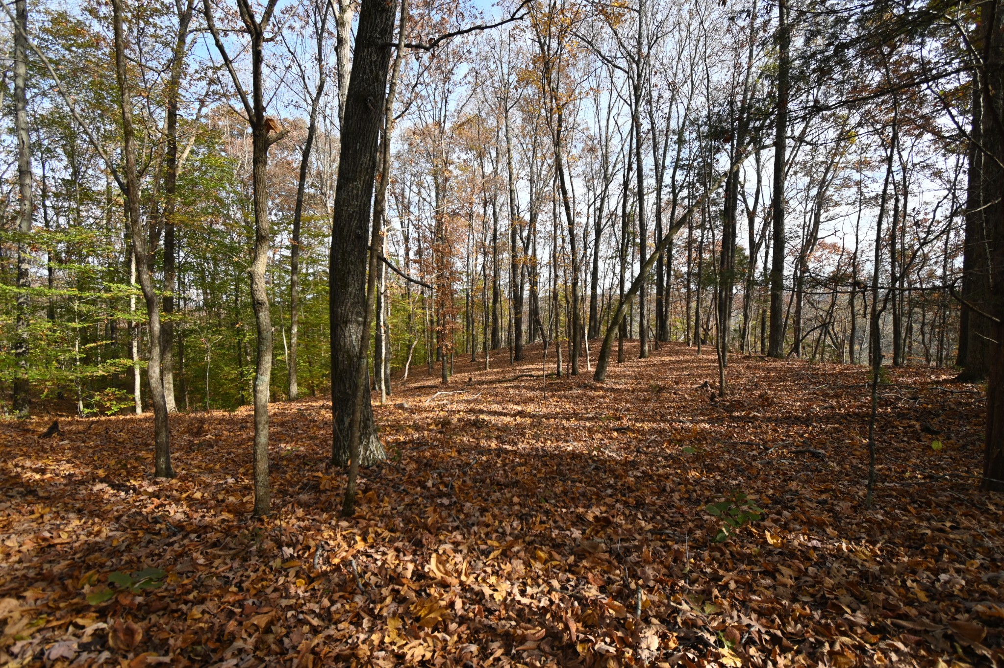 2383 Airport Ridge Road Linden, TN 37096 - Photo 29 of 64 a view of outdoor space with trees