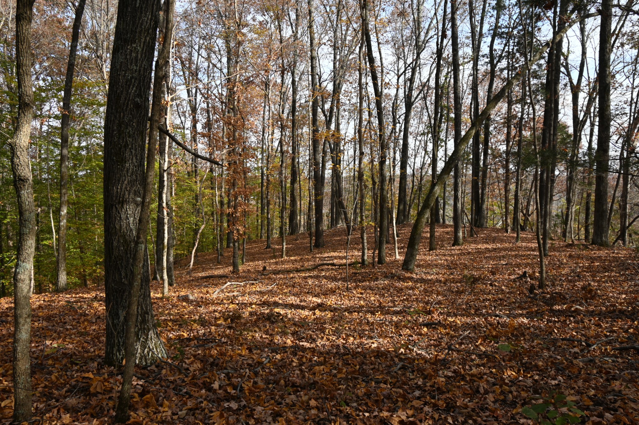 2383 Airport Ridge Road Linden, TN 37096 - Photo 30 of 64 a backyard of a house with lots of green space