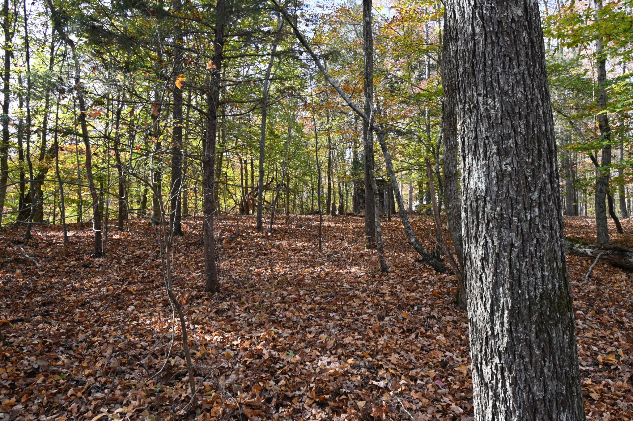 2383 Airport Ridge Road Linden, TN 37096 - Photo 32 of 64 a view of outdoor space and yard