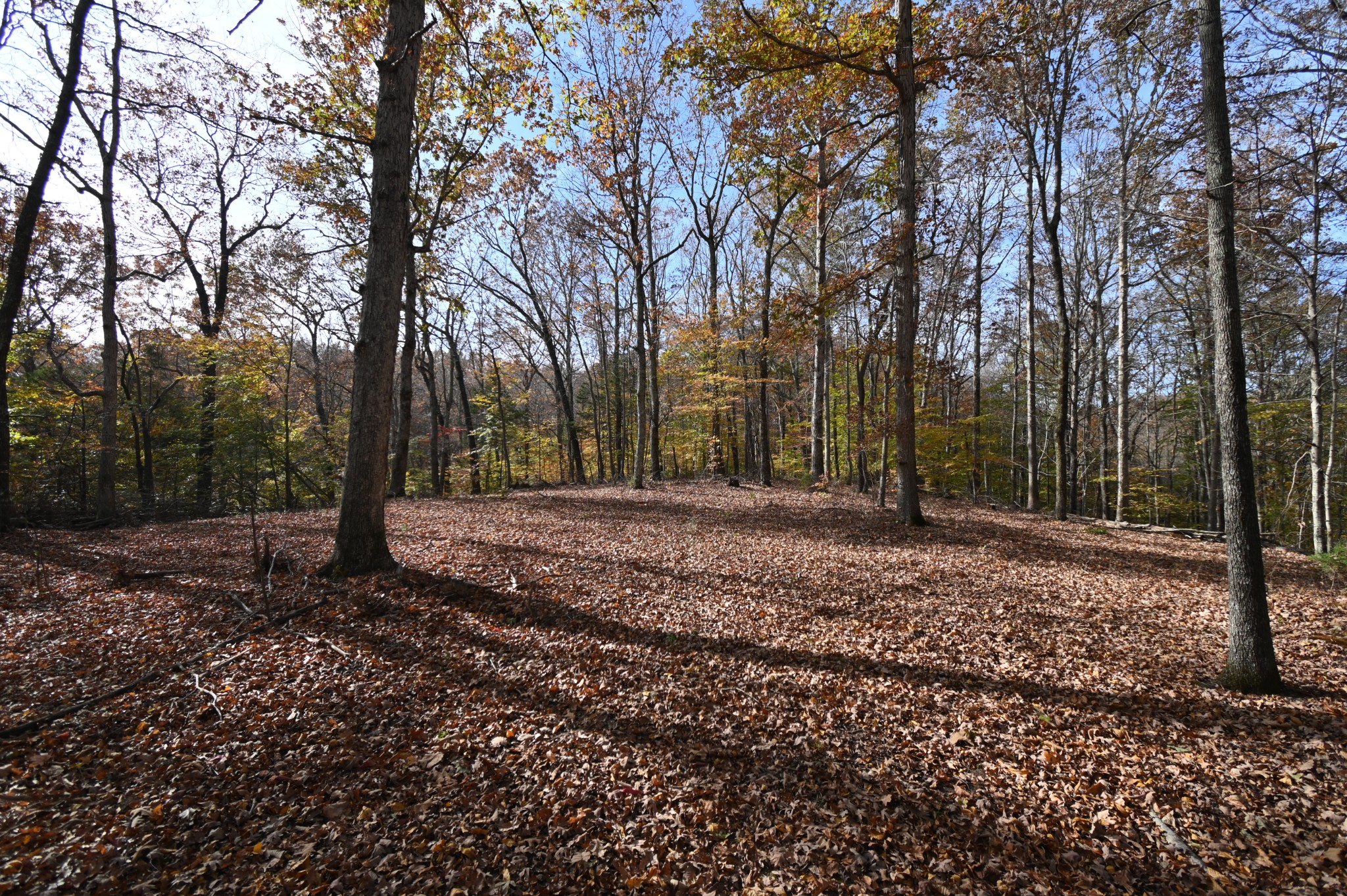 2383 Airport Ridge Road Linden, TN 37096 - Photo 33 of 64 a backyard of a house with lots of green space