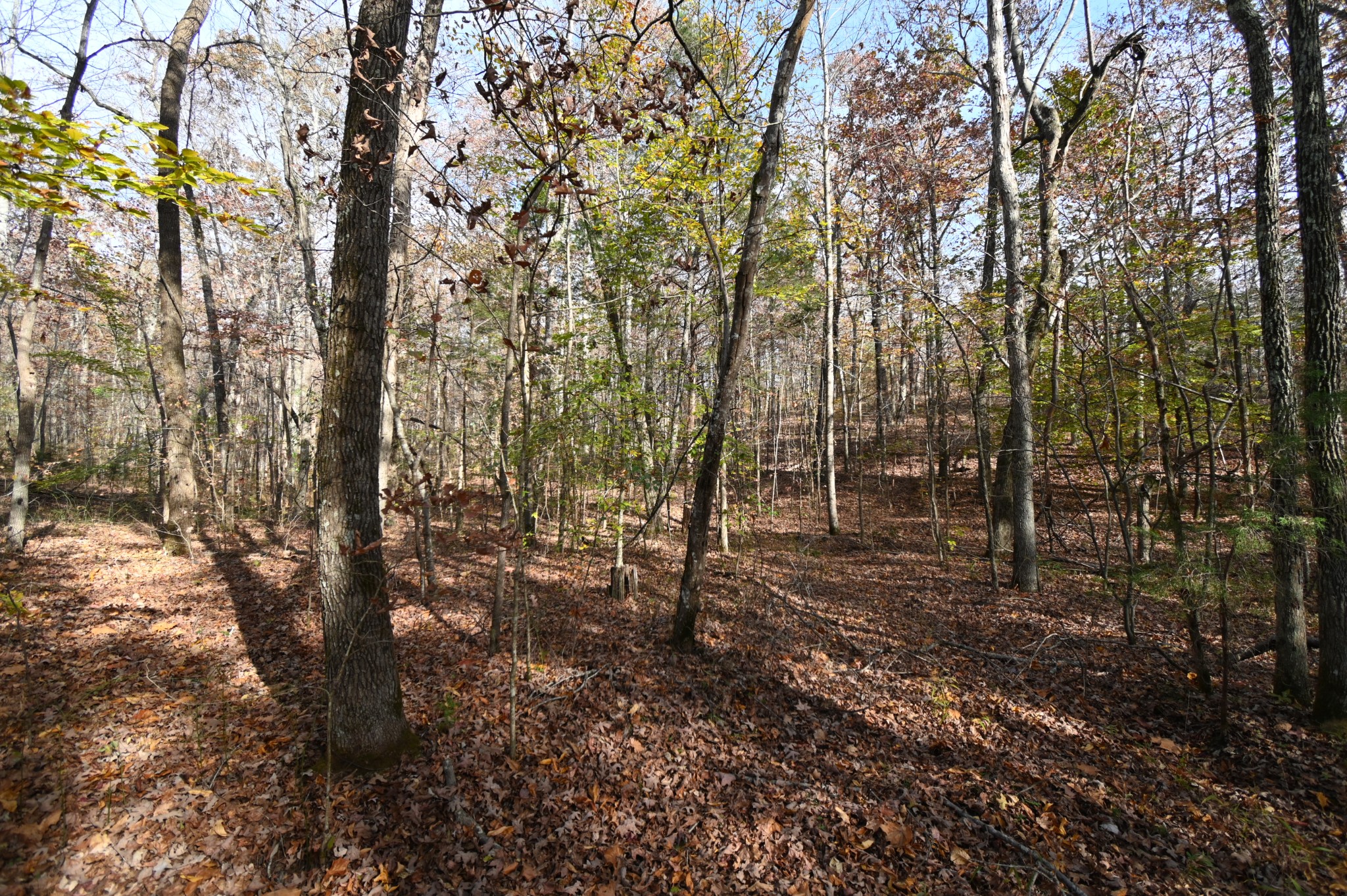 2383 Airport Ridge Road Linden, TN 37096 - Photo 35 of 64 a view of a forest with trees