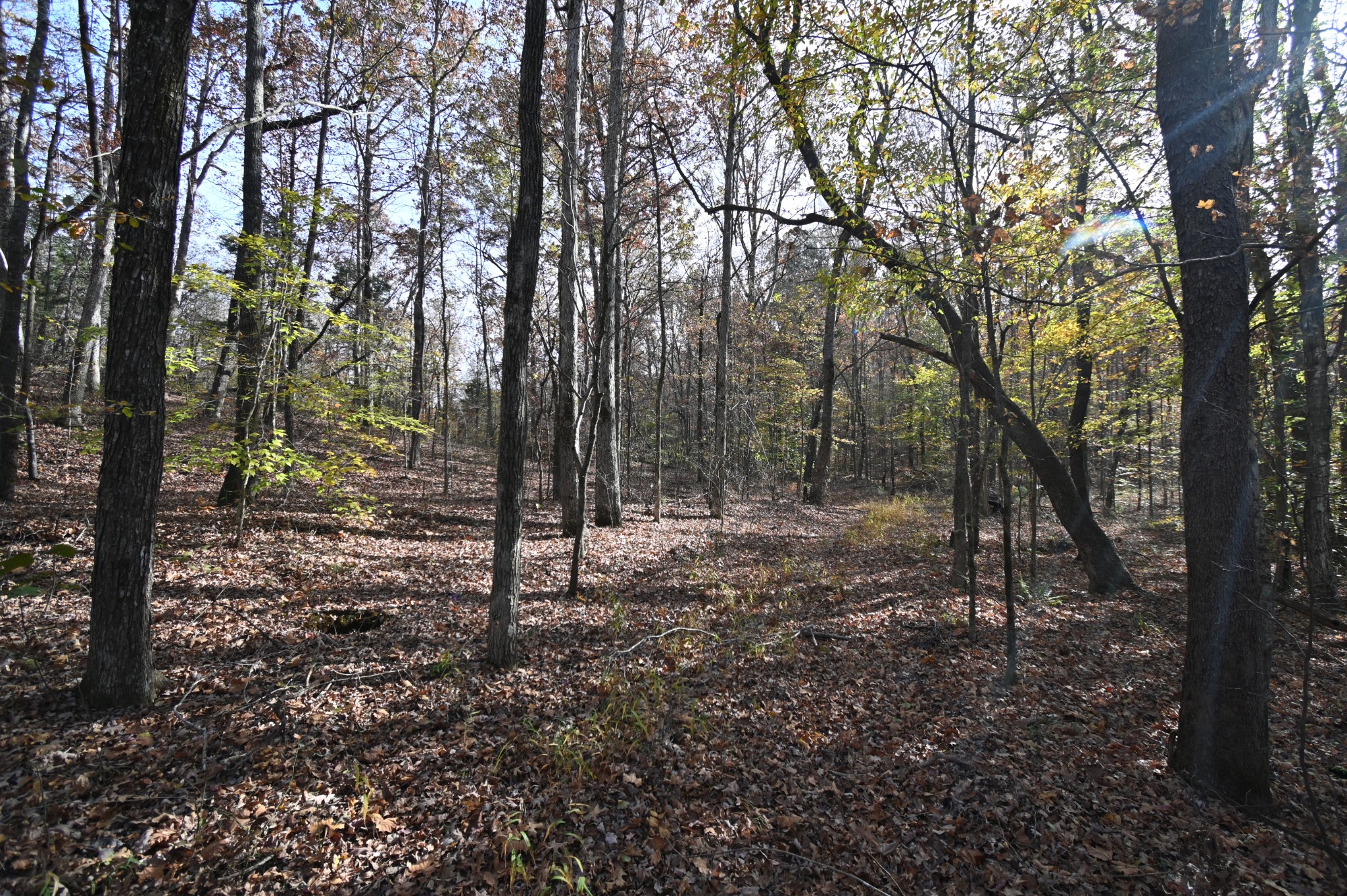 2383 Airport Ridge Road Linden, TN 37096 - Photo 36 of 64 a view of a forest with trees in the background