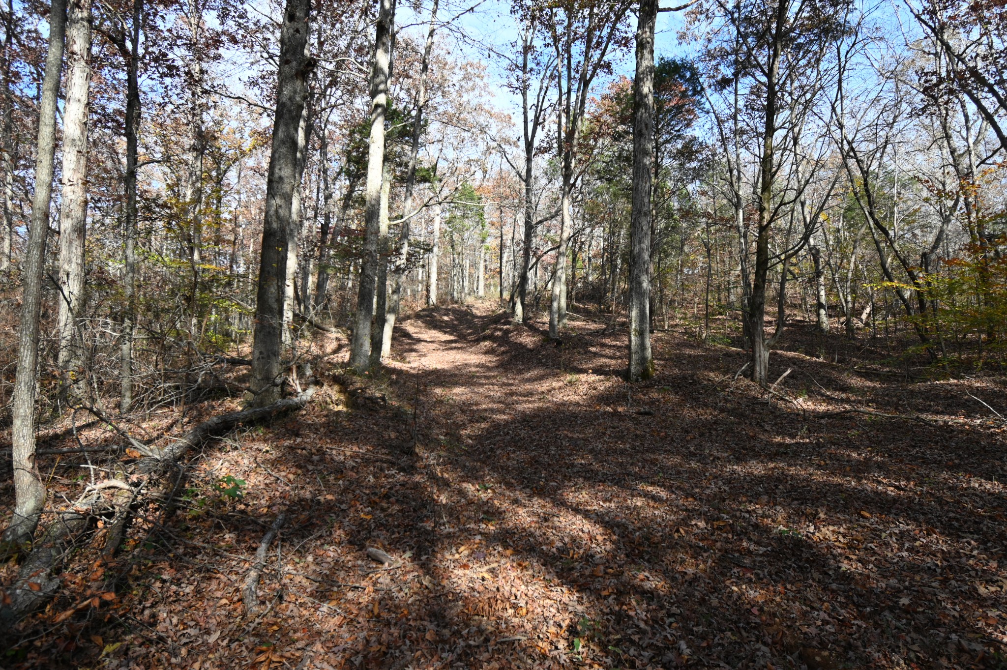 2383 Airport Ridge Road Linden, TN 37096 - Photo 38 of 64 a view of outdoor space with trees
