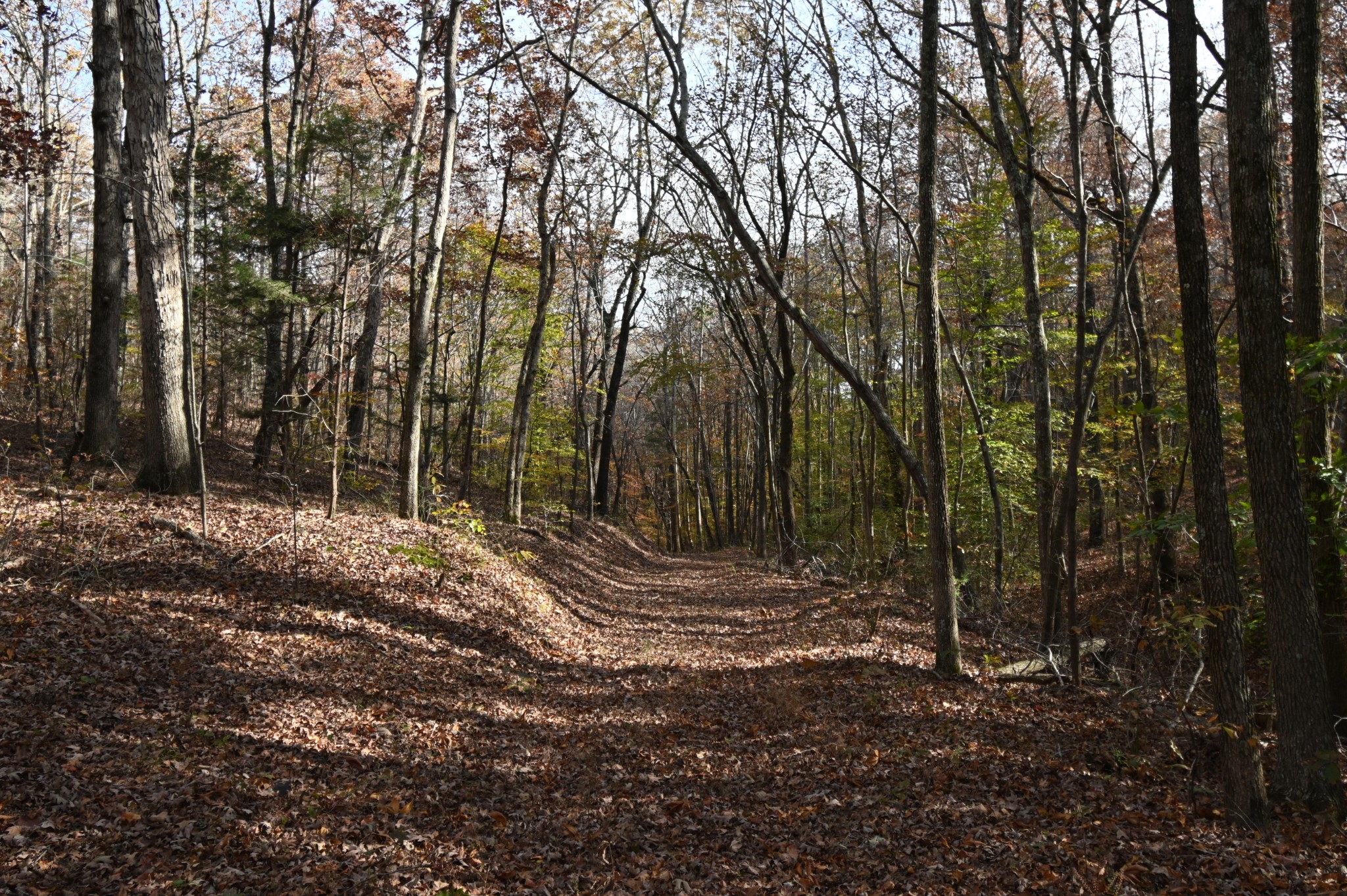 2383 Airport Ridge Road Linden, TN 37096 - Photo 39 of 64 a view of outdoor space with trees