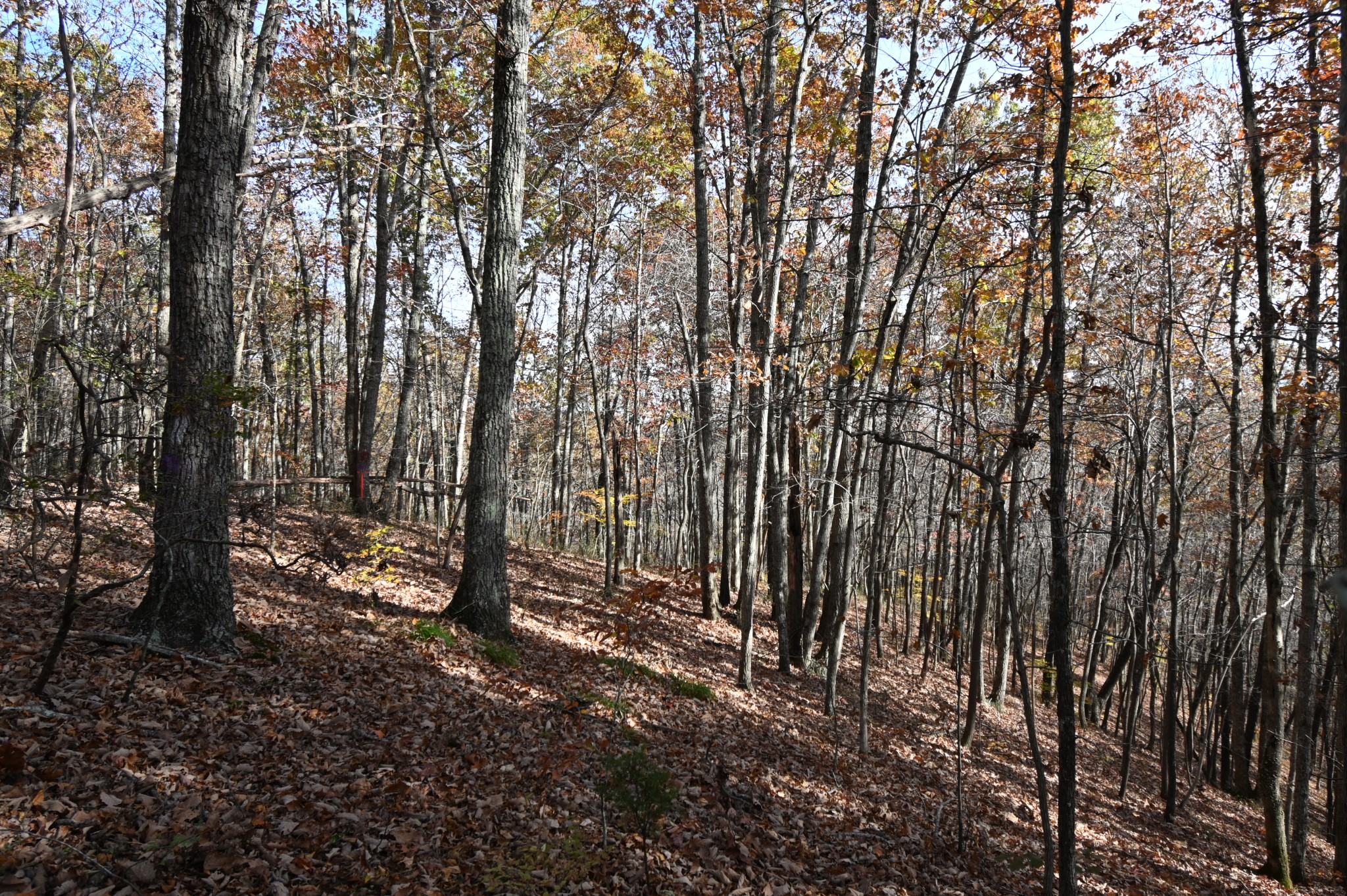 2383 Airport Ridge Road Linden, TN 37096 - Photo 41 of 64 a view of outdoor space and covered with trees