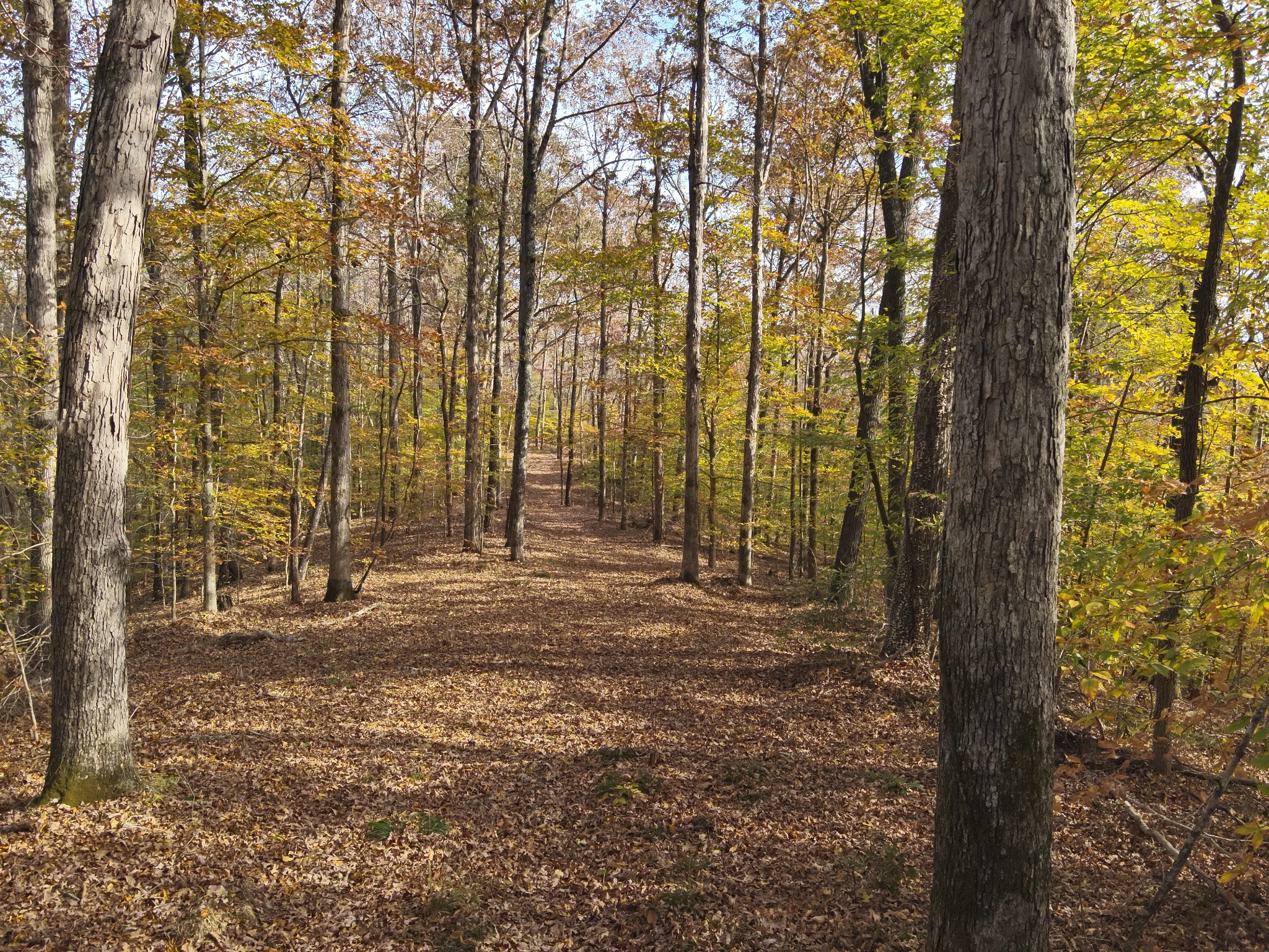 2383 Airport Ridge Road Linden, TN 37096 - Photo 42 of 64