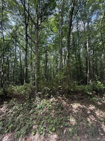 a view of a forest with trees in the background