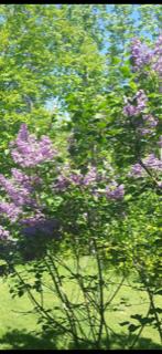 84 Bush Road Clinton, ME 04927 - Photo 22 of 23 Lilac Tree