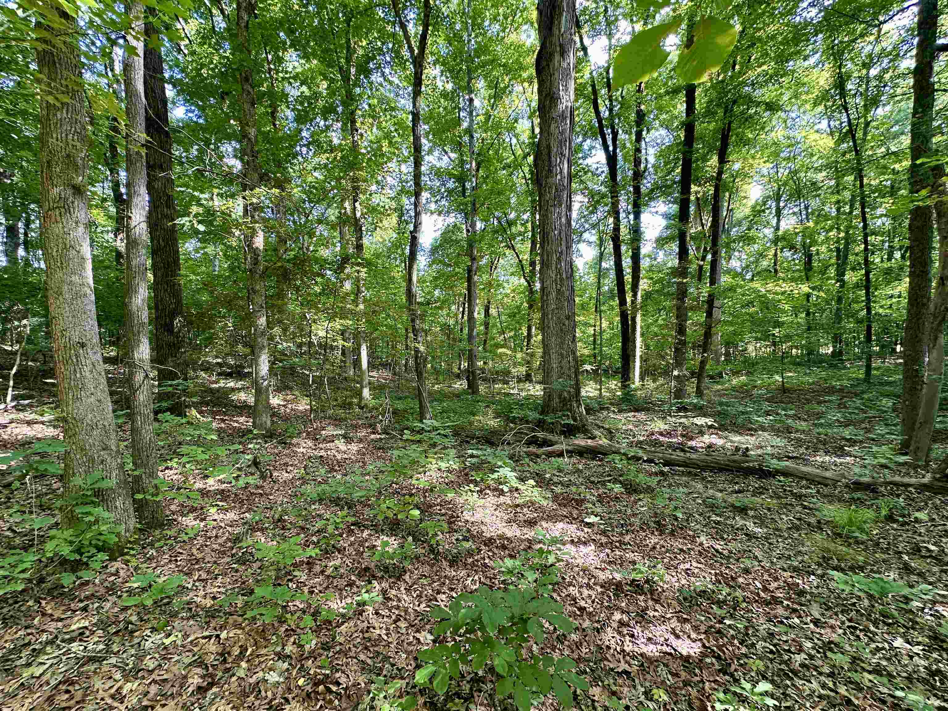 1465 Bobbitt Road Williston, TN 38076 - Photo 10 of 16 a view of outdoor space and green space