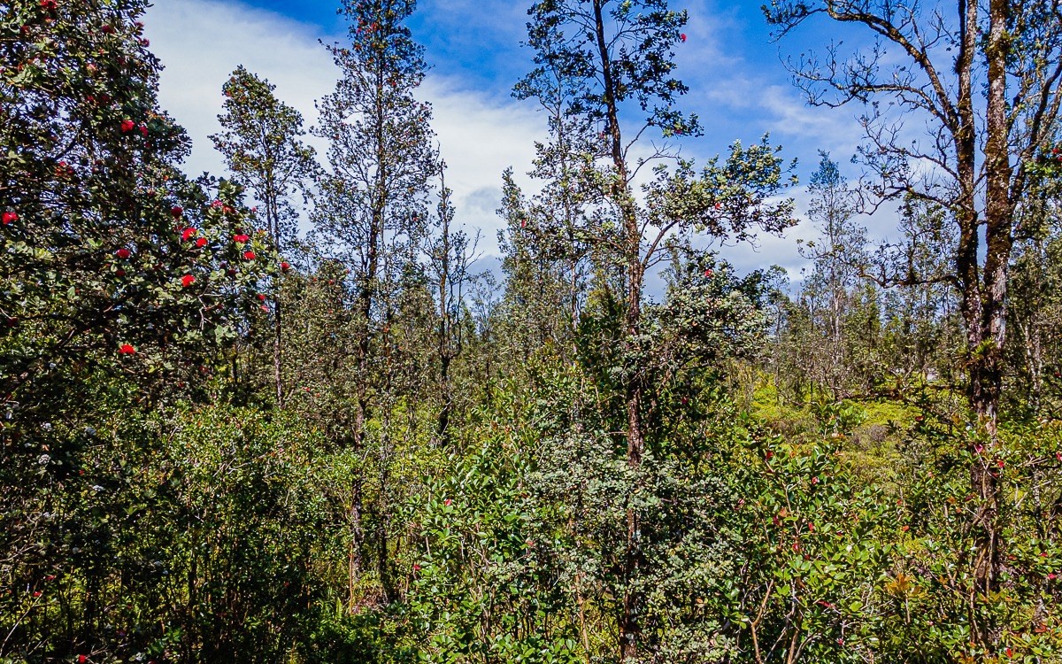2932 Ao Road Mountain View, HI 96771 - Photo 6 of 9 Gallery Image 6