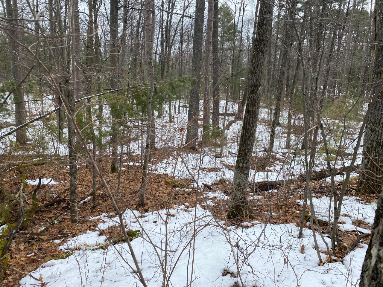 Lot 21 Poplar Road Lake Tomahawk, WI 54539 - Photo 2 of 10 Gallery Image 2