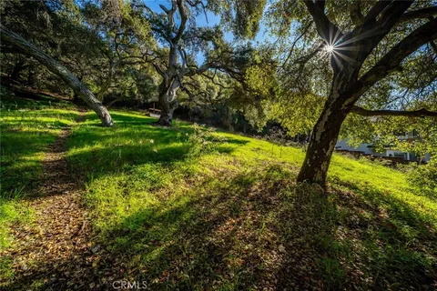 a lush green forest with lots of trees