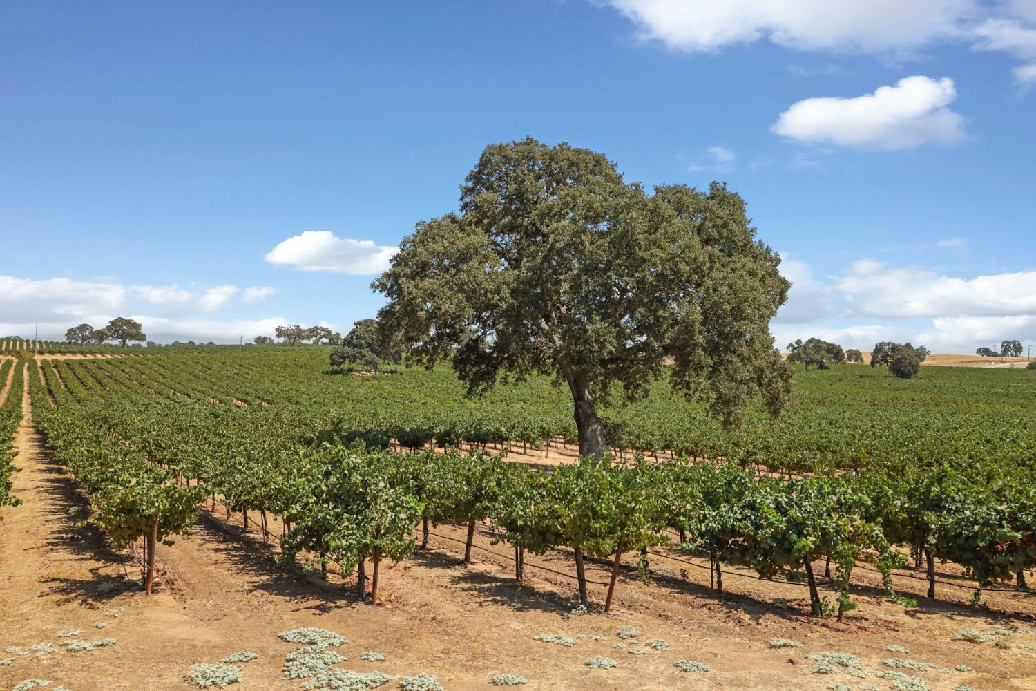 18739 Clements Road Lodi, CA 95240 - Photo 34 of 39 a view of a garden