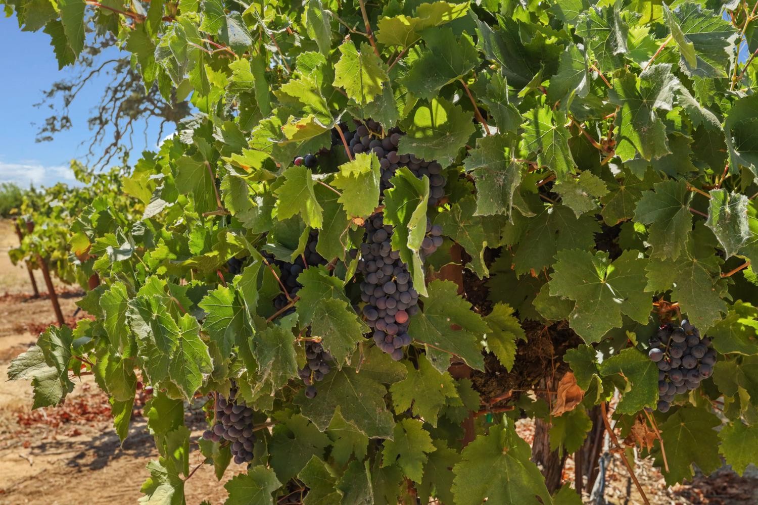 18739 Clements Road Lodi, CA 95240 - Photo 36 of 39 a view of a tree