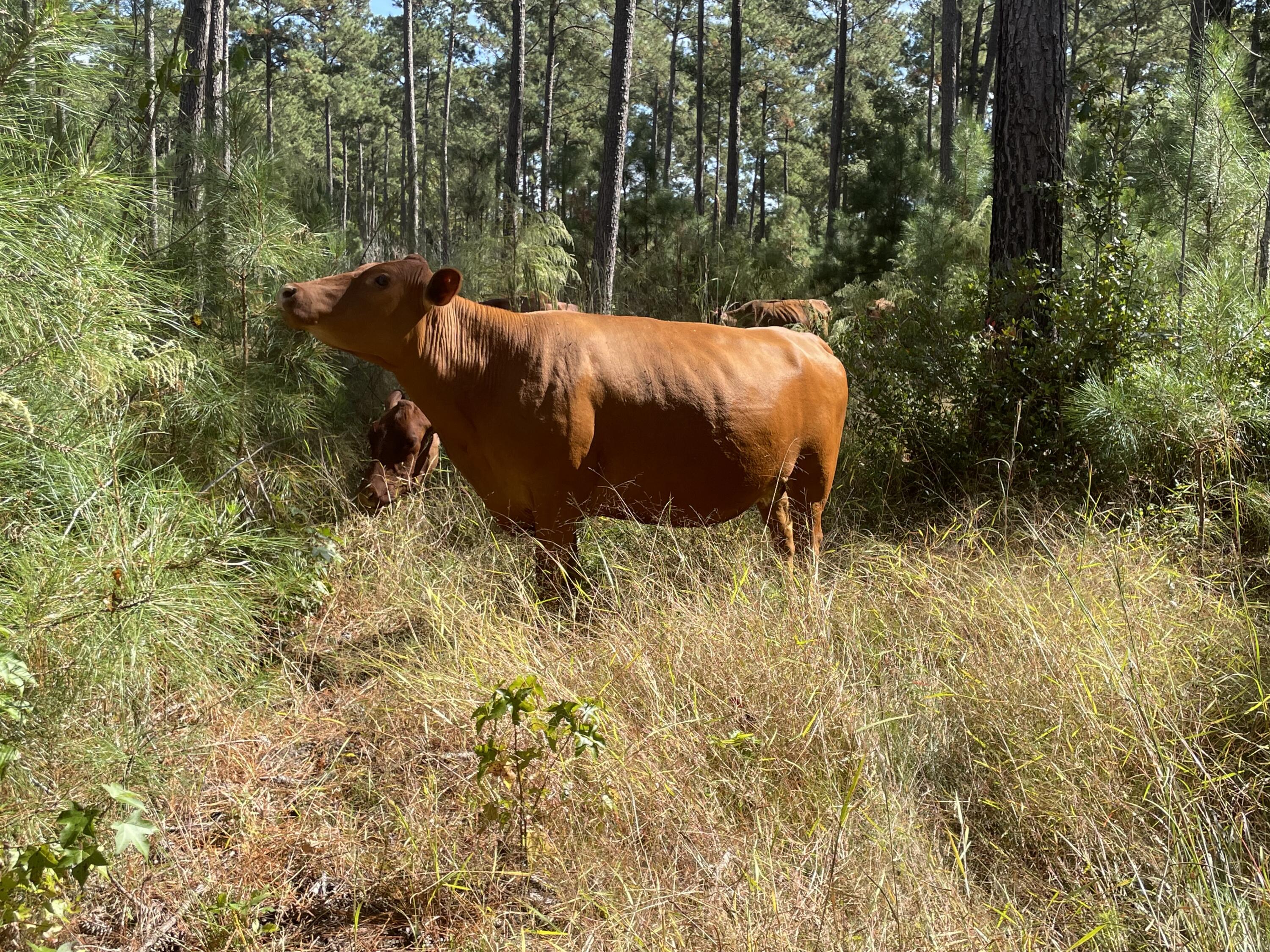 1647 Smoak Road Walterboro, SC 29488 - Photo 2 of 39 IMG_2140