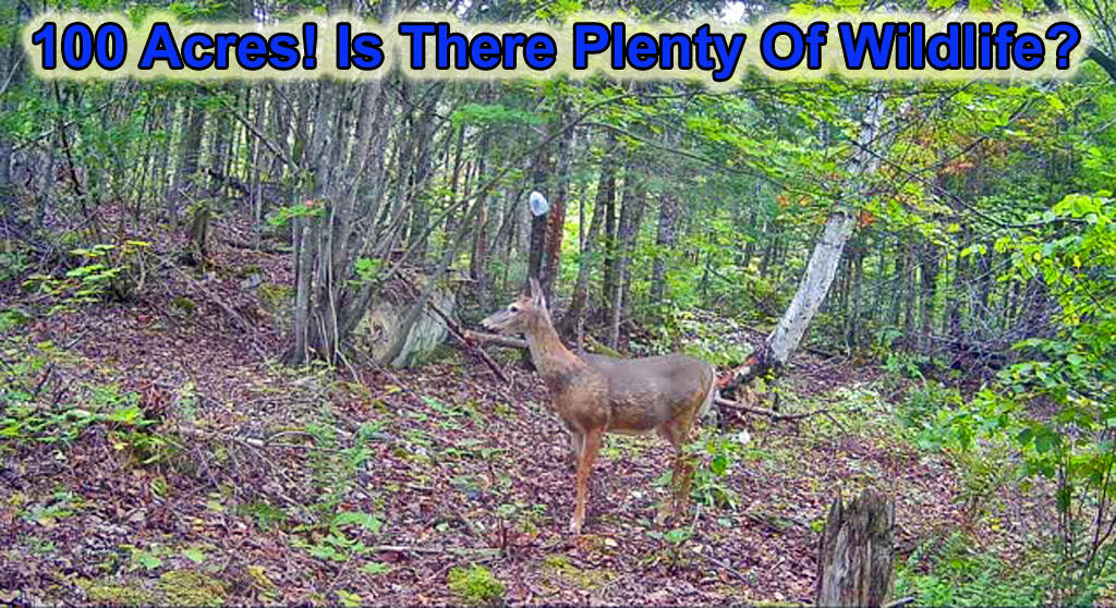 390 Foster Road Littleton, ME 04730 - Photo 15 of 68 wildlife-100-acres-me-land