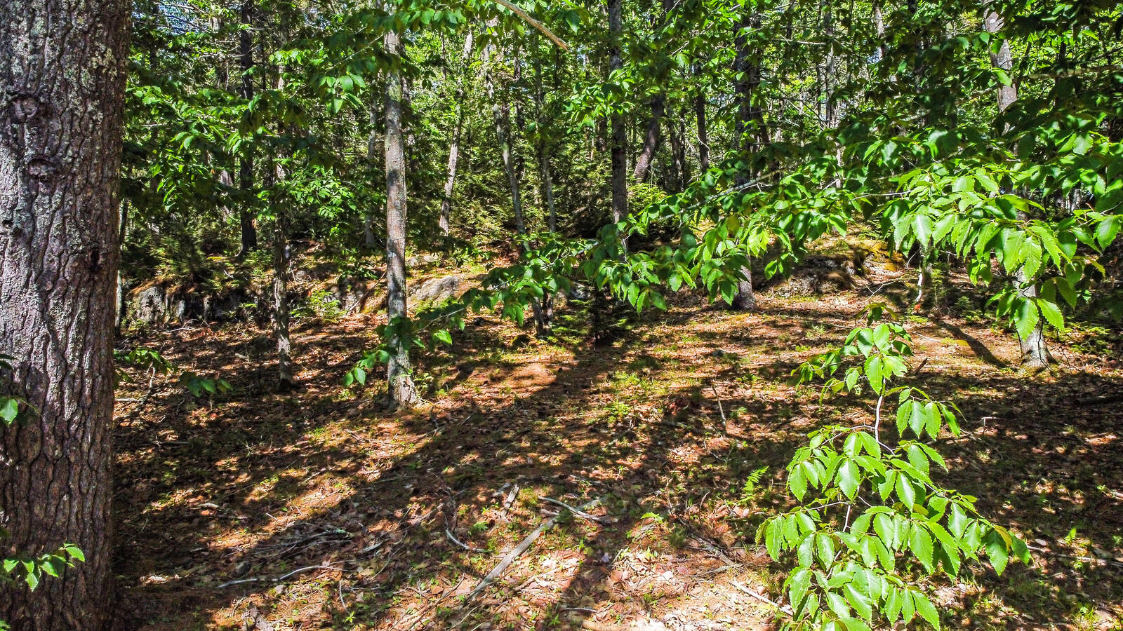 84 Whitmore's Landing Road Bath, ME 04530 - Photo 4 of 72 05_DJI_0065_copy_DxO_mls