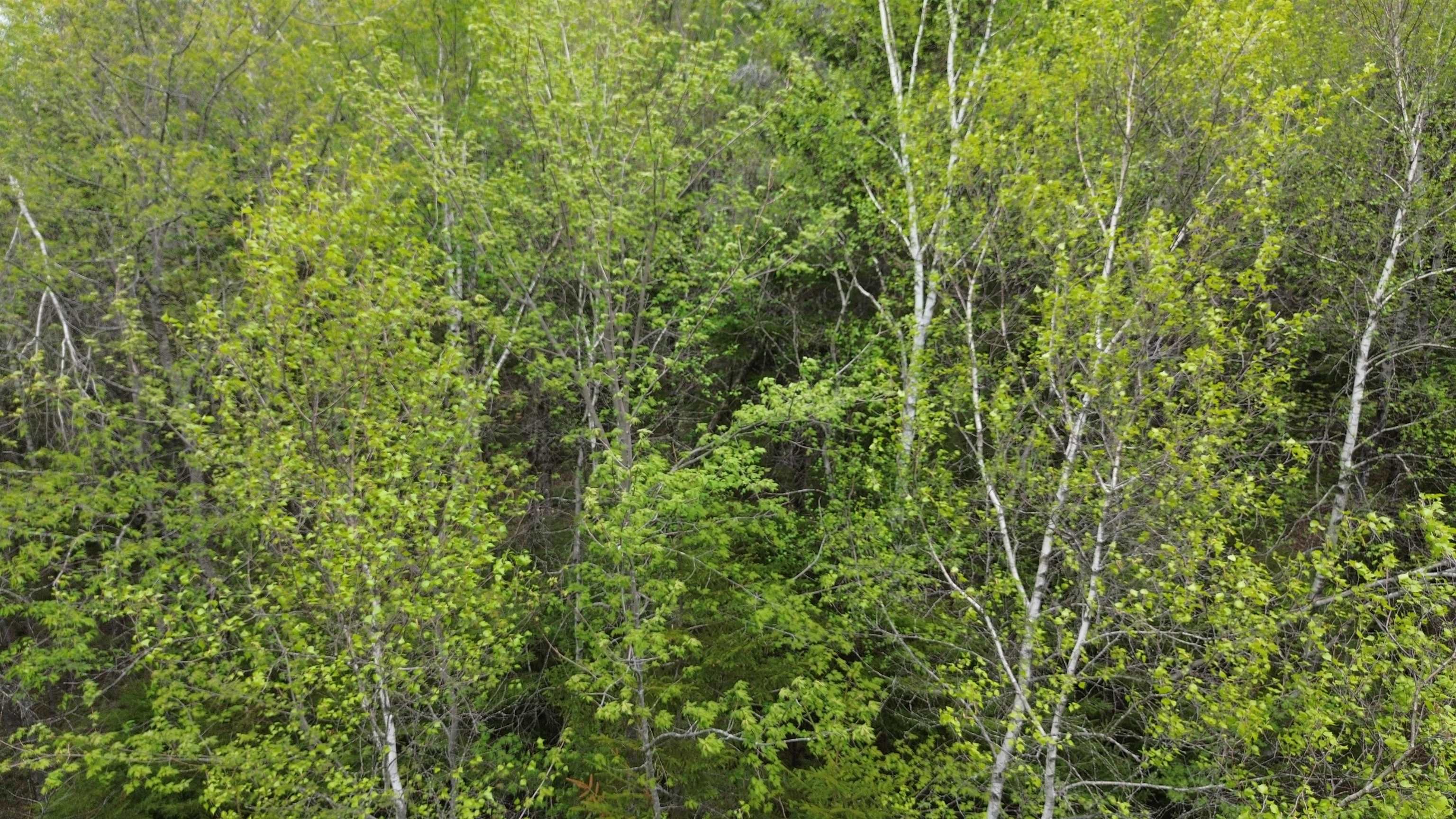 29 Martin Road Washington, NH 03280 - Photo 15 of 25