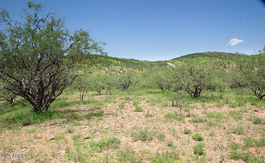 53 Circulo Vista Rio Rico, AZ 85648 - Photo 4 of 8 a view of a yard with a tree