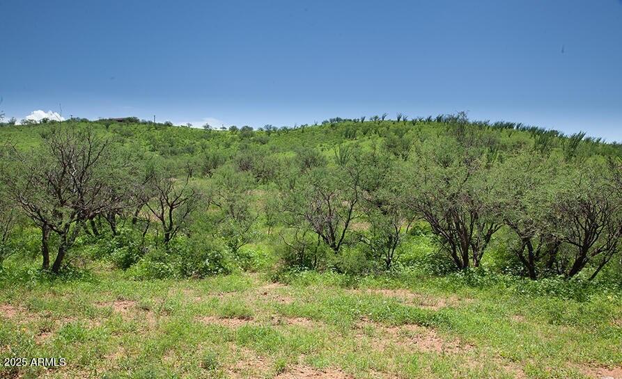 53 Circulo Vista Rio Rico, AZ 85648 - Photo 5 of 8 a view of a field with a tree in the background