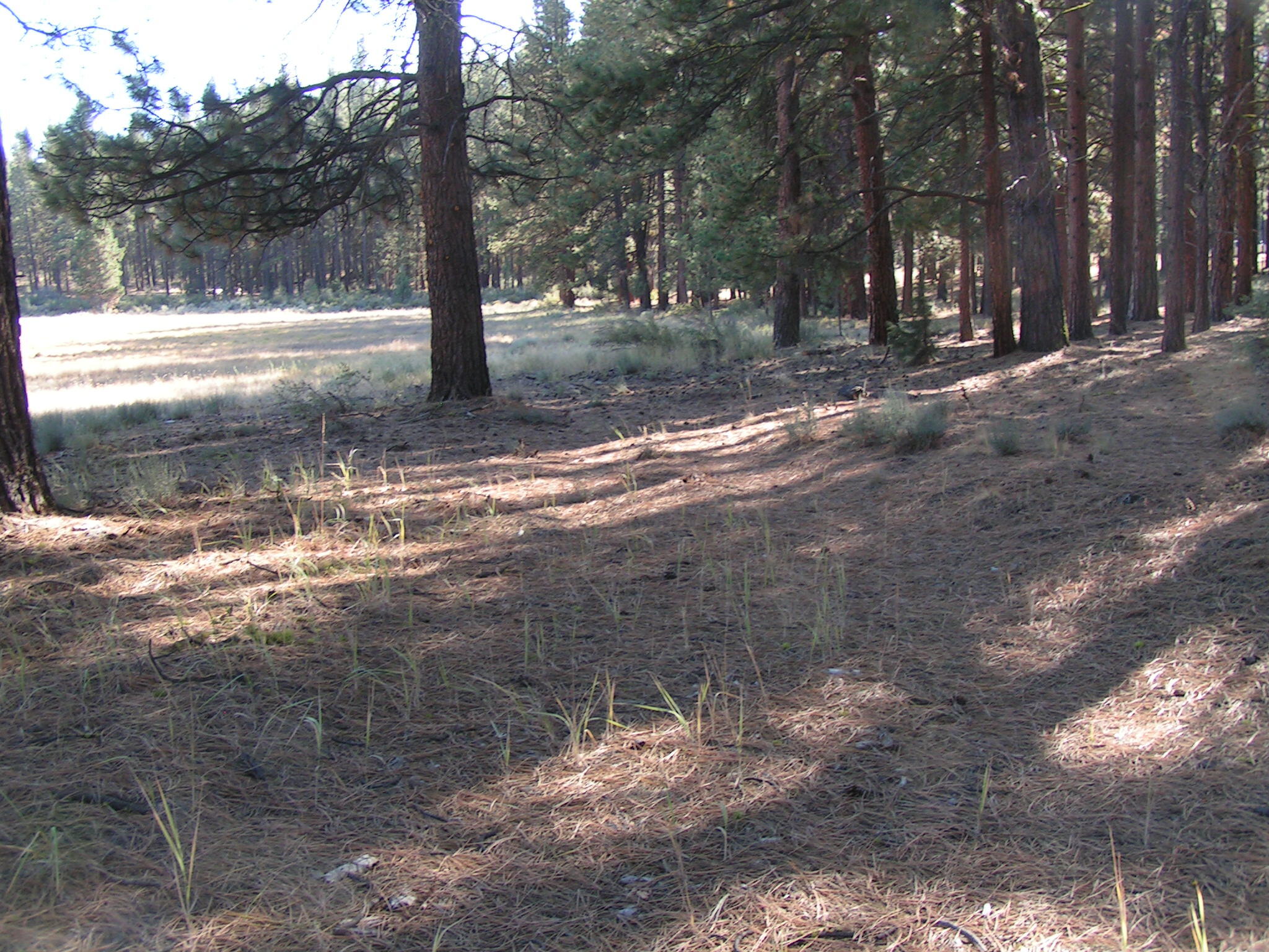 10130 Sprague River Road Chiloquin, OR 97624 - Photo 29 of 32 PICT0296