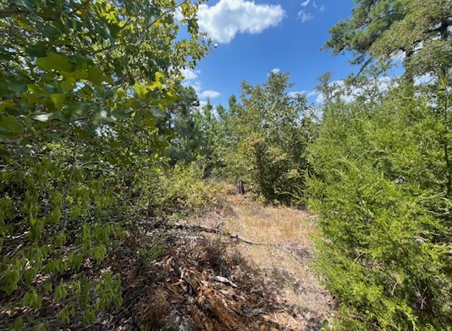 Tbd Pine Tree Loop Bastrop, TX 78602 - Photo 11 of 11 a view of a large yard with lots of bushes