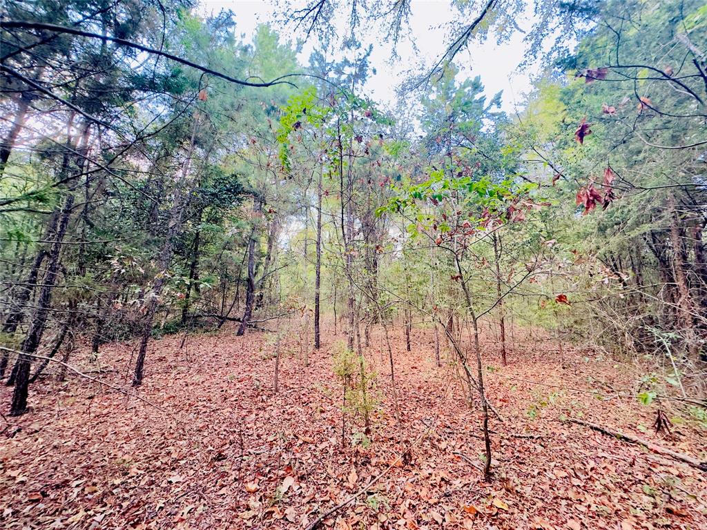0 Apple Tree Road Gilmer, TX 75644 - Photo 9 of 34 Gallery Image 9