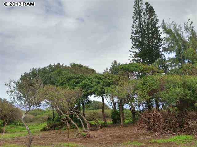 0 North Honokala Road Haiku, HI 96708 - Photo 21 of 21 a view of a forest with a tree