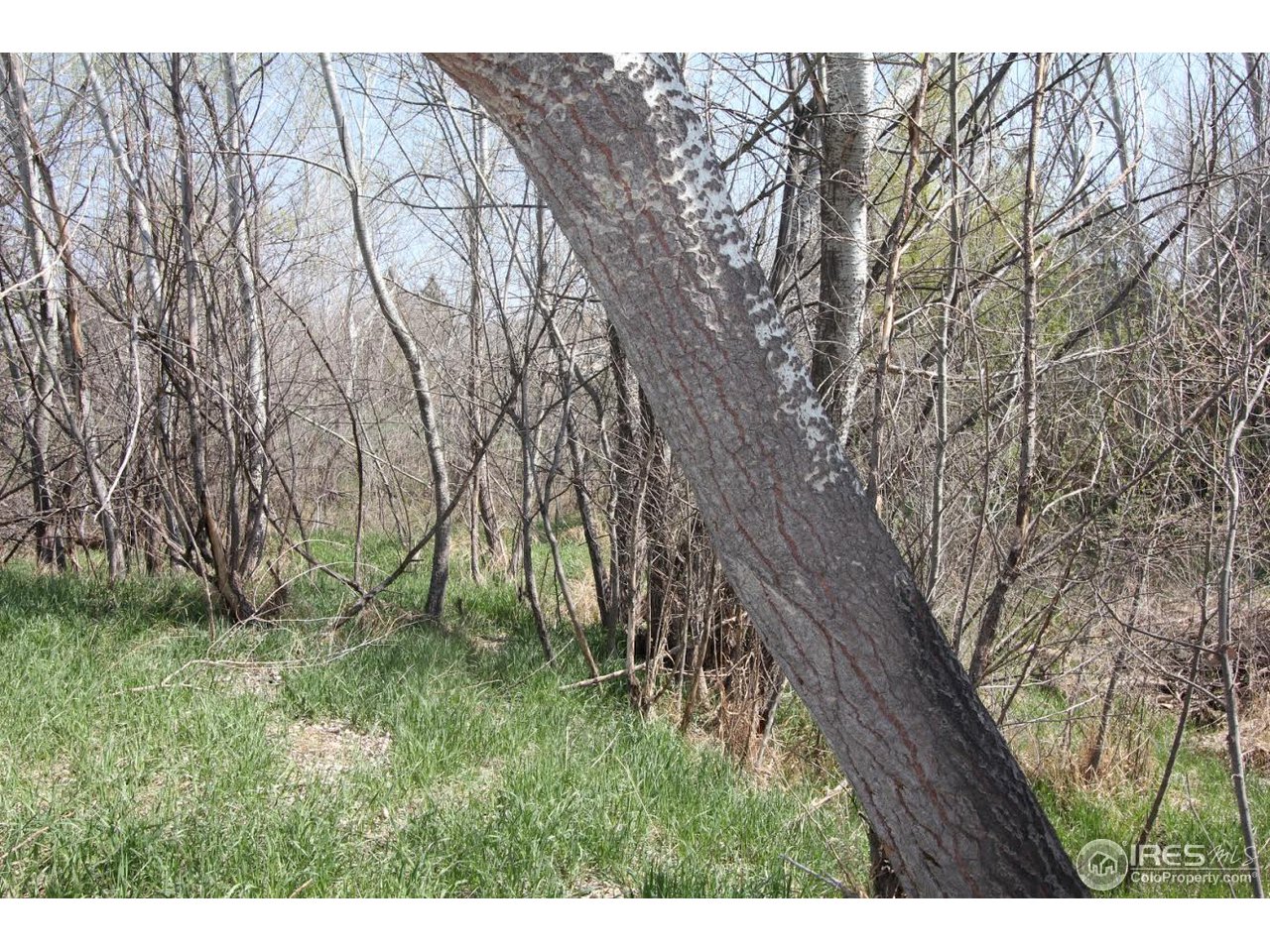 2001 West Prospect Road Fort Collins, CO 80526 - Photo 13 of 13 a backyard of a house with lots of green space