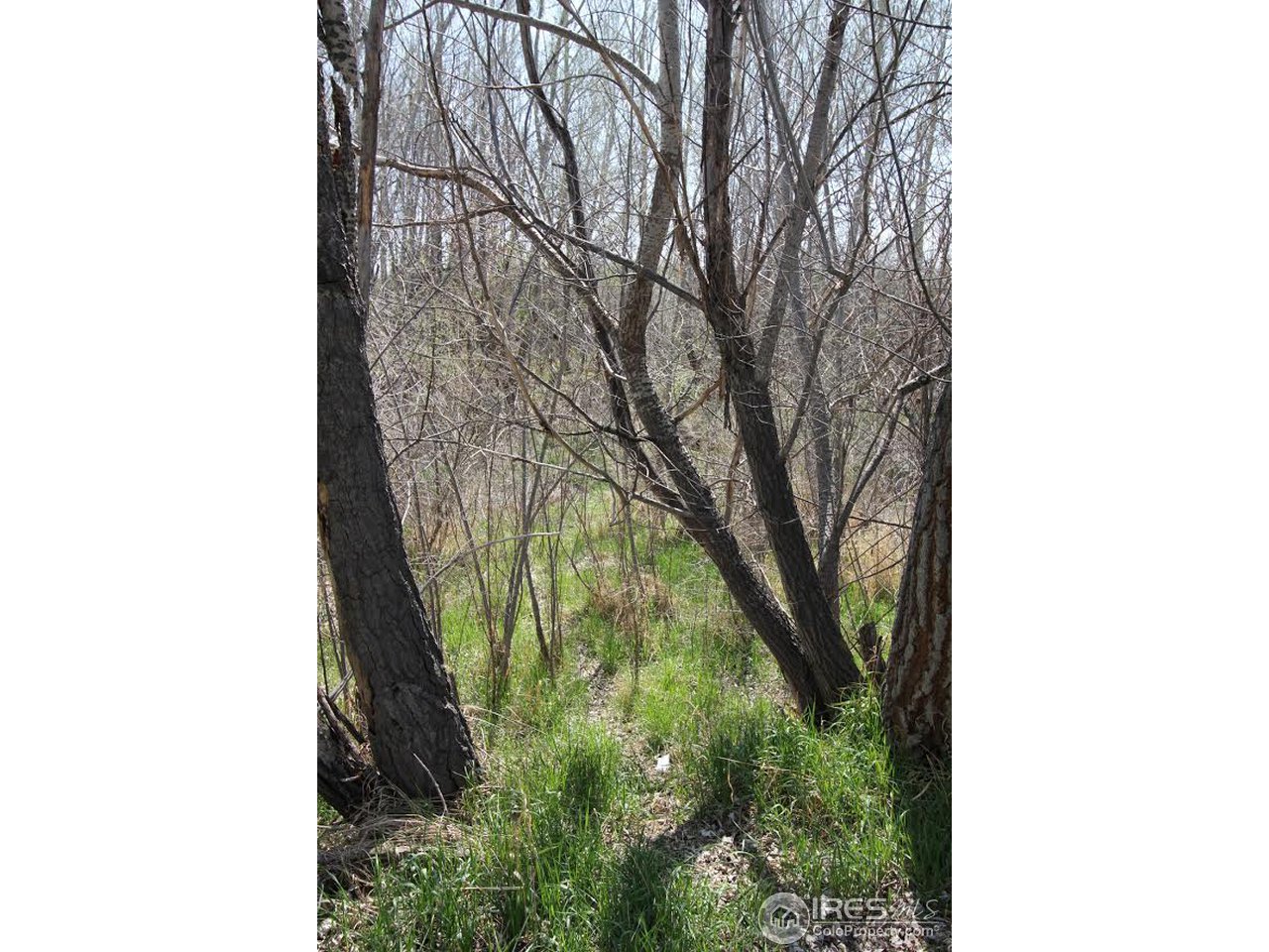 2001 West Prospect Road Fort Collins, CO 80526 - Photo 9 of 13 a picture of a tree in a house