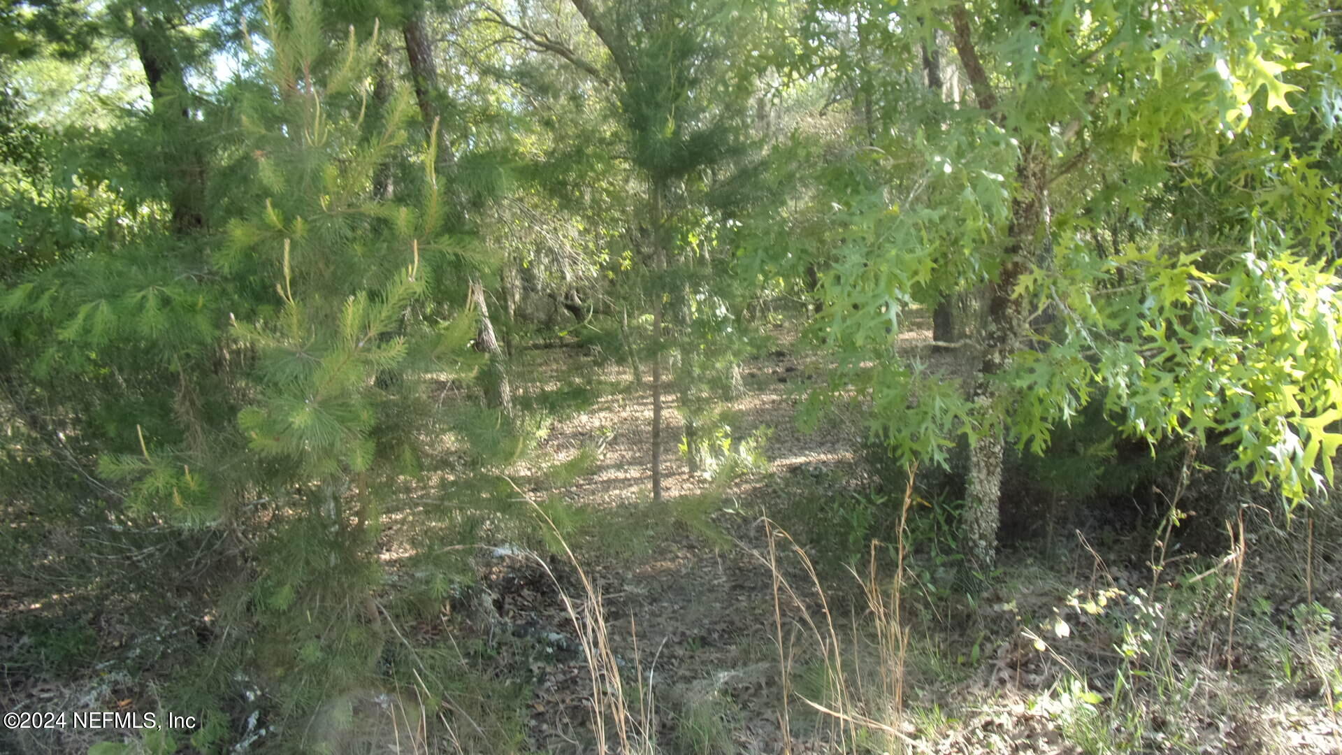 189 Poplar Drive Interlachen, FL 32148 - Photo 3 of 6 a view of a forest that has a tree